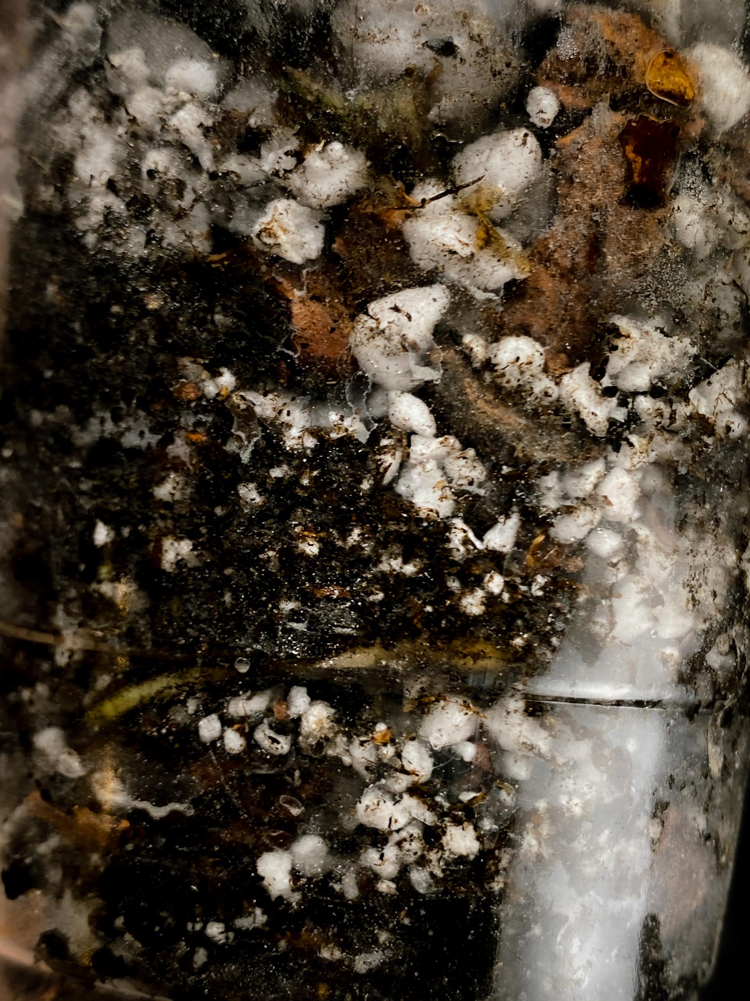 Monstera Aurea Tricolor 1 Leaf 1 Node Rooted