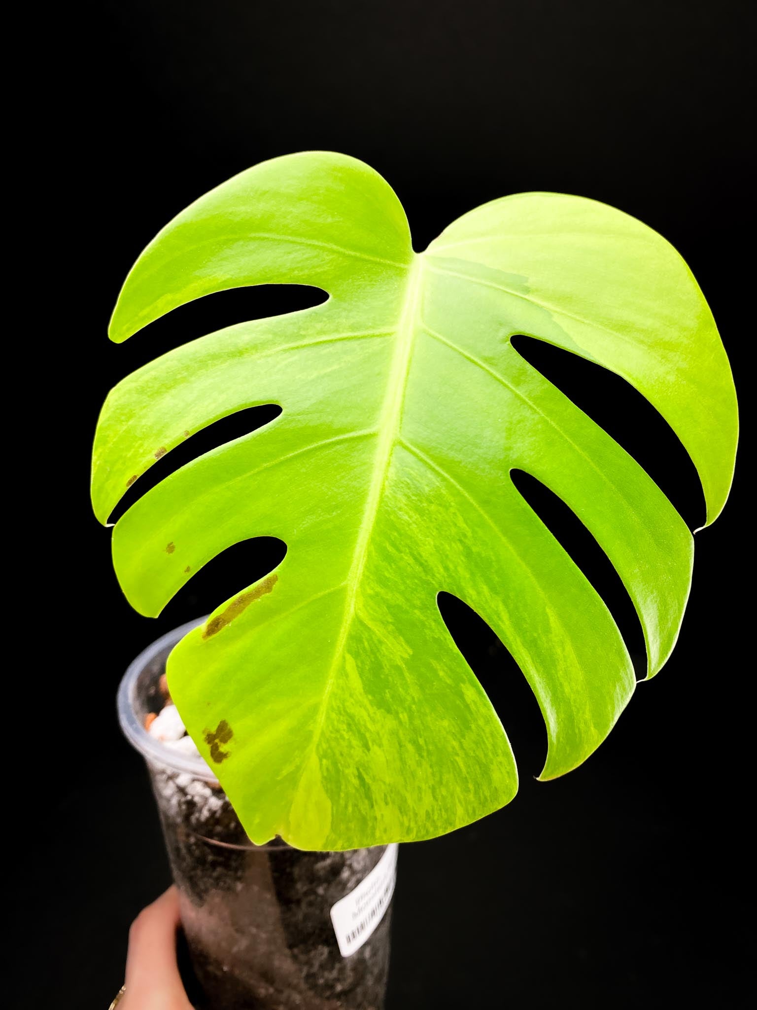 Monstera Aurea Tricolor 1 Leaf 1 Node Rooted