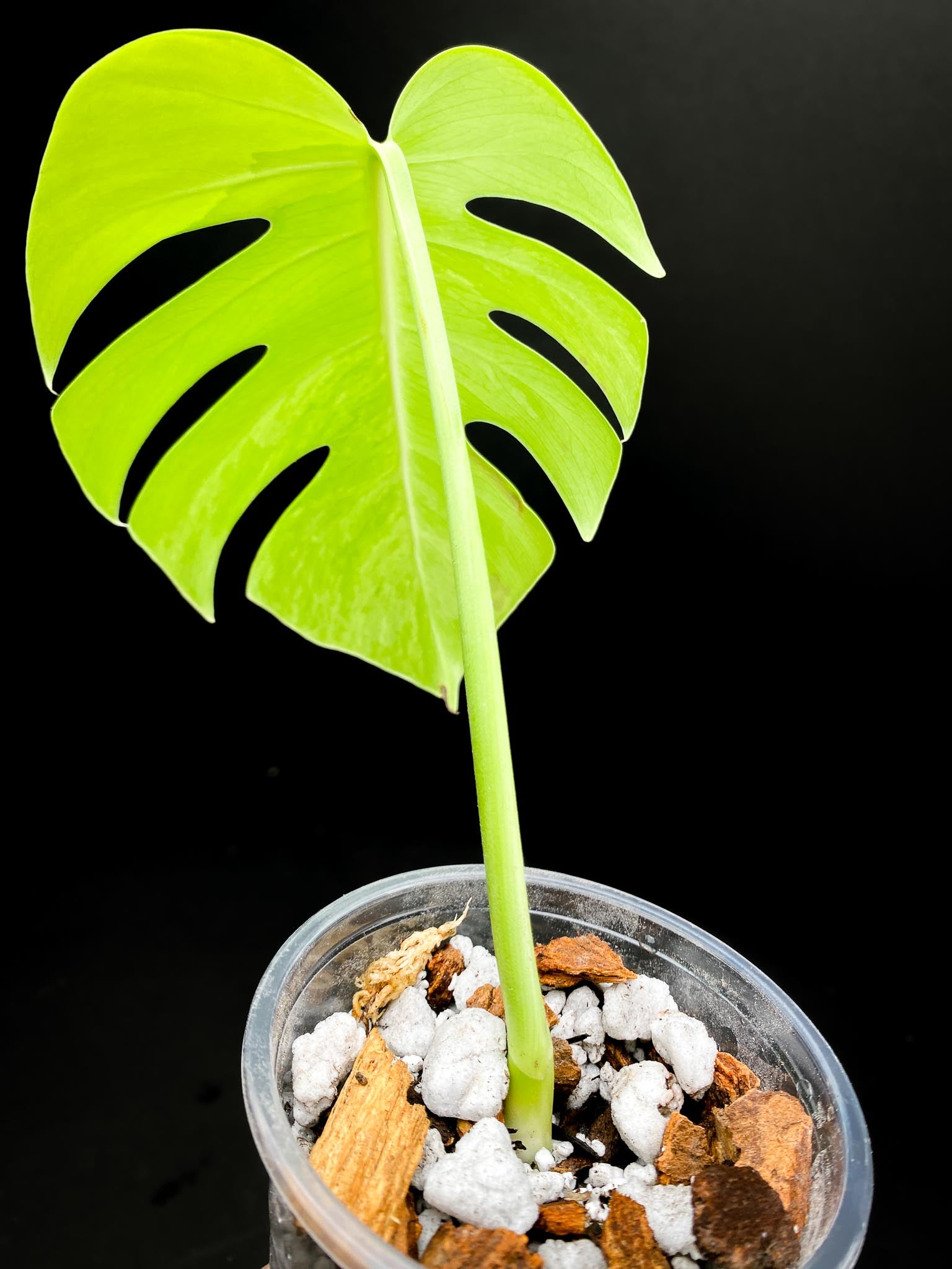 Monstera Aurea Tricolor 1 Leaf 1 Node Rooted