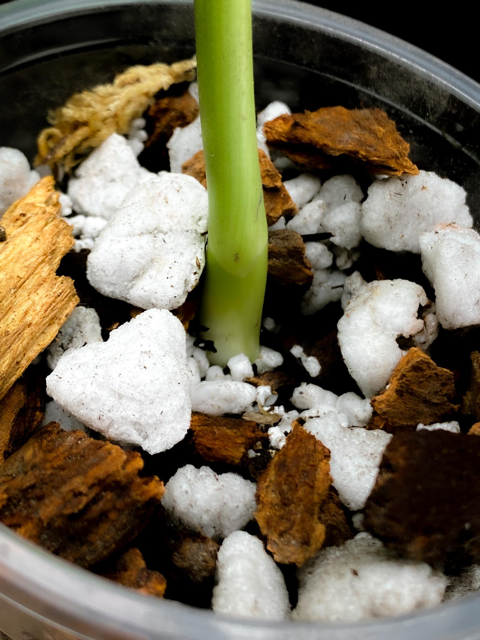 Monstera Aurea Tricolor 1 Leaf 1 Node Rooted