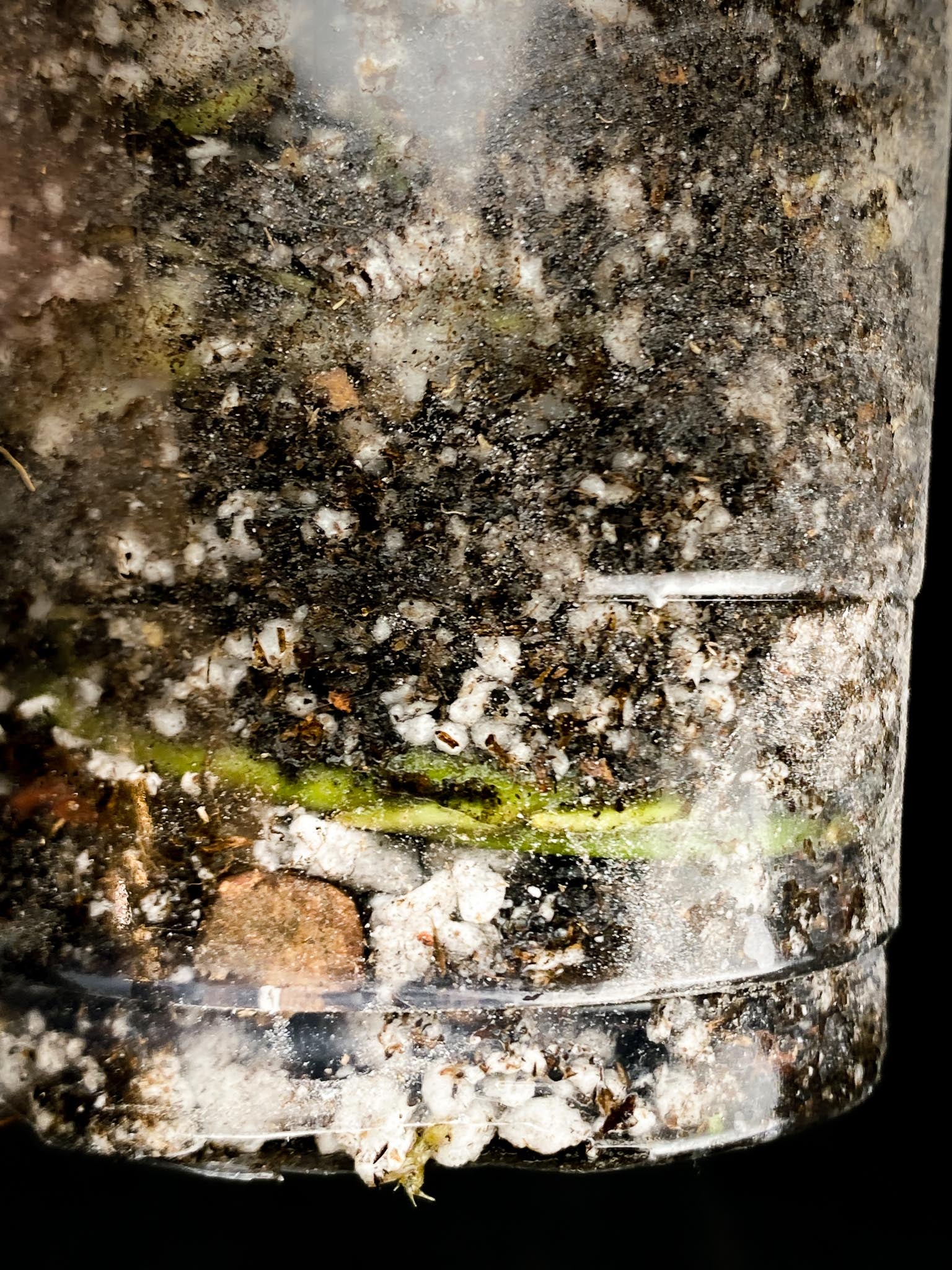 Monstera Aurea Tricolor 1 Leaf 1 Node Rooted