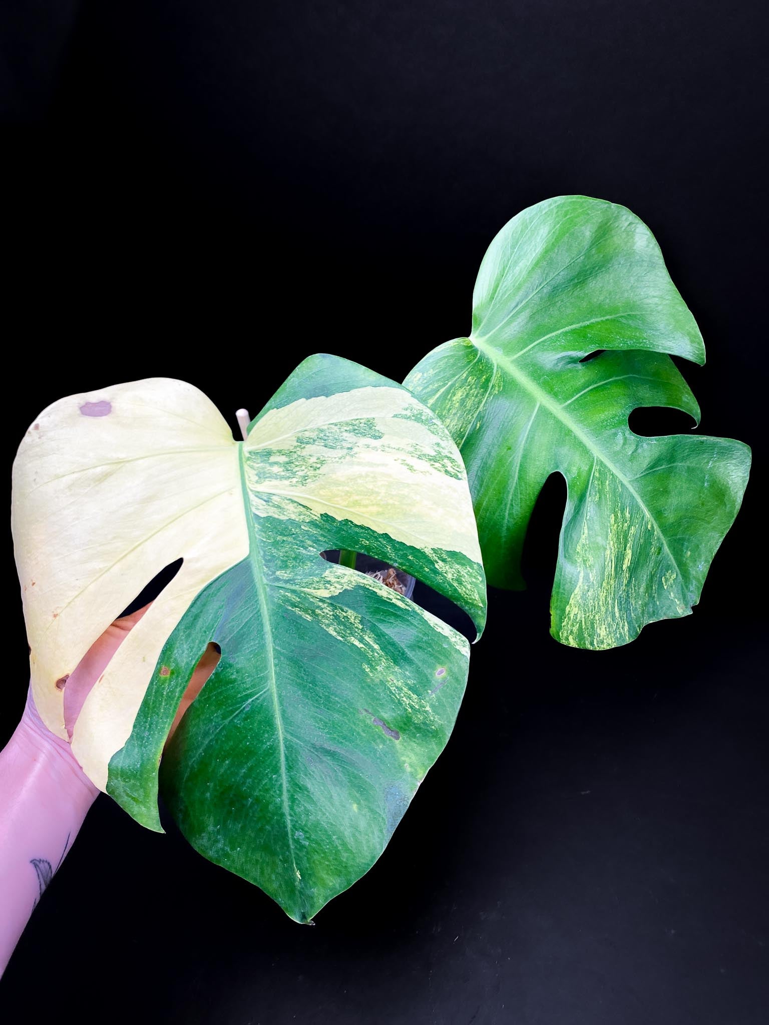 Monstera Aurea Tricolor 2 Leaves 2 Nodes Rooted