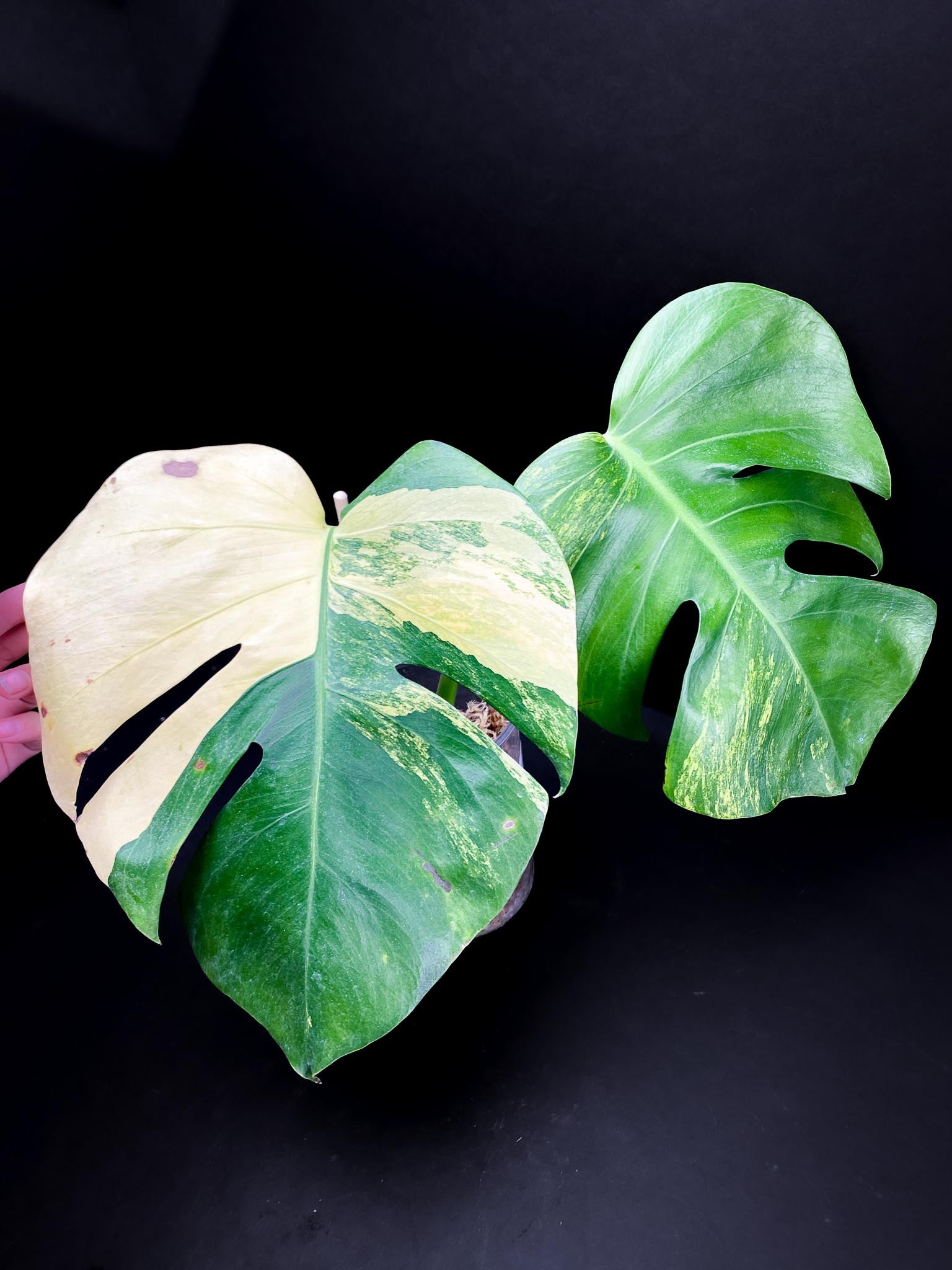 Monstera Aurea Tricolor 2 Leaves 2 Nodes Rooted