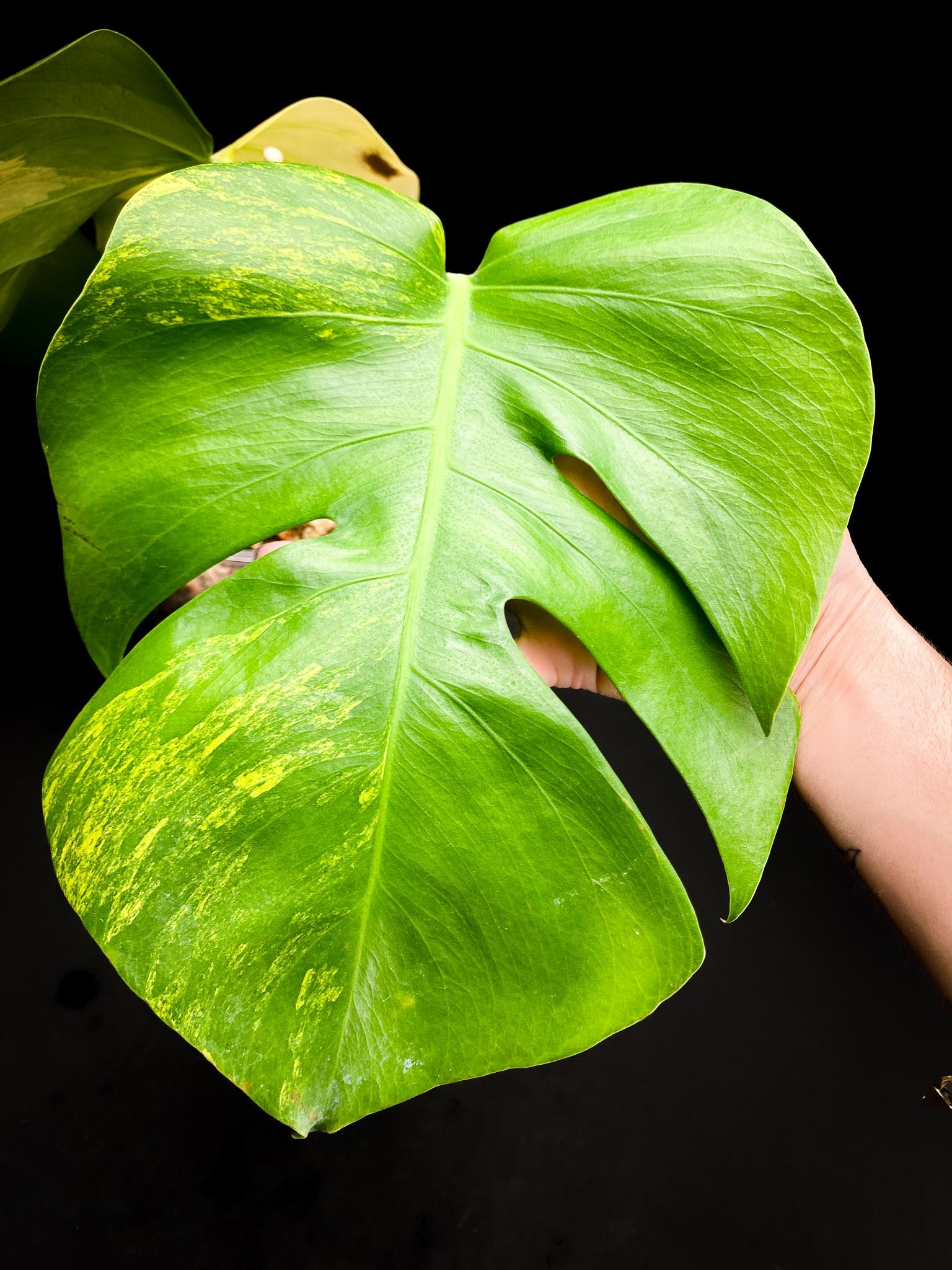 Monstera Aurea Tricolor 2 Leaves 2 Nodes Rooted