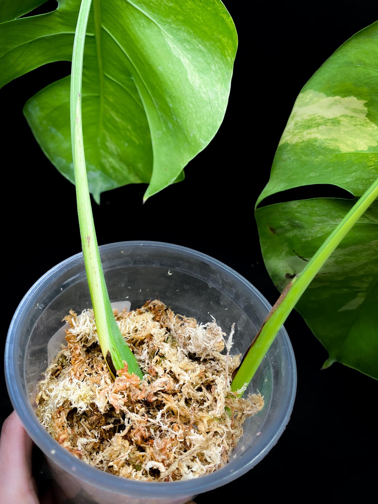 Monstera Aurea Tricolor 2 Leaves 2 Nodes Rooted