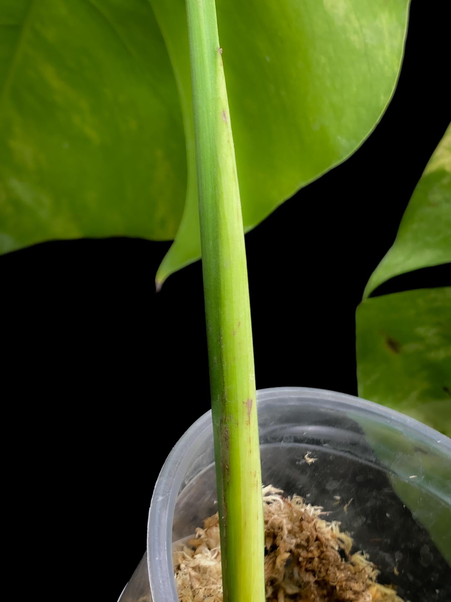Monstera Aurea Tricolor 2 Leaves 2 Nodes Rooted