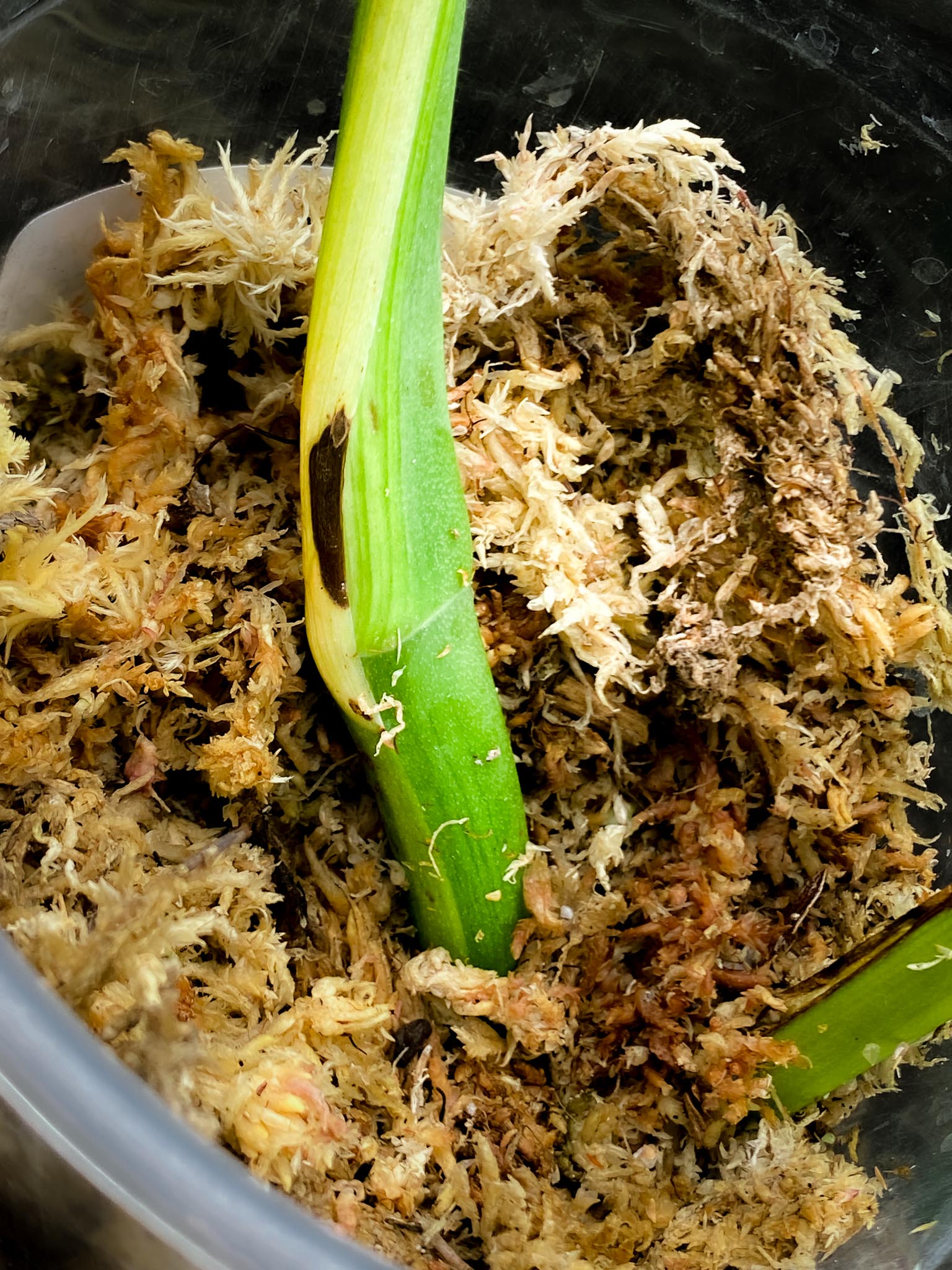 Monstera Aurea Tricolor 2 Leaves 2 Nodes Rooted
