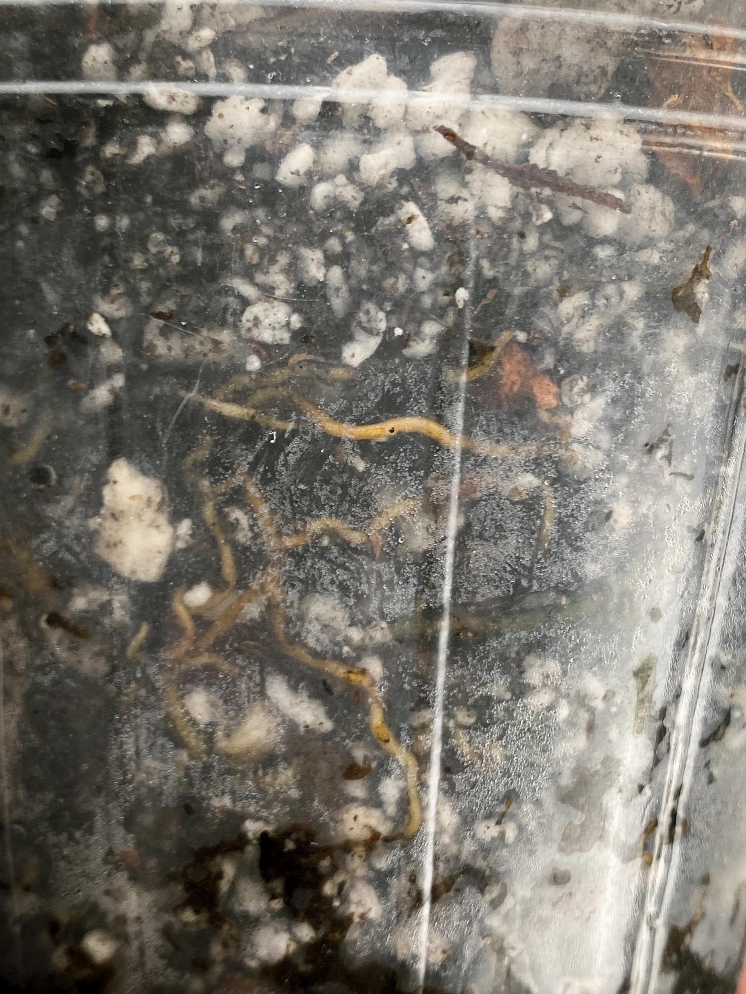 *Philodendron Spiritus Sancti 2 Nodes Rooted