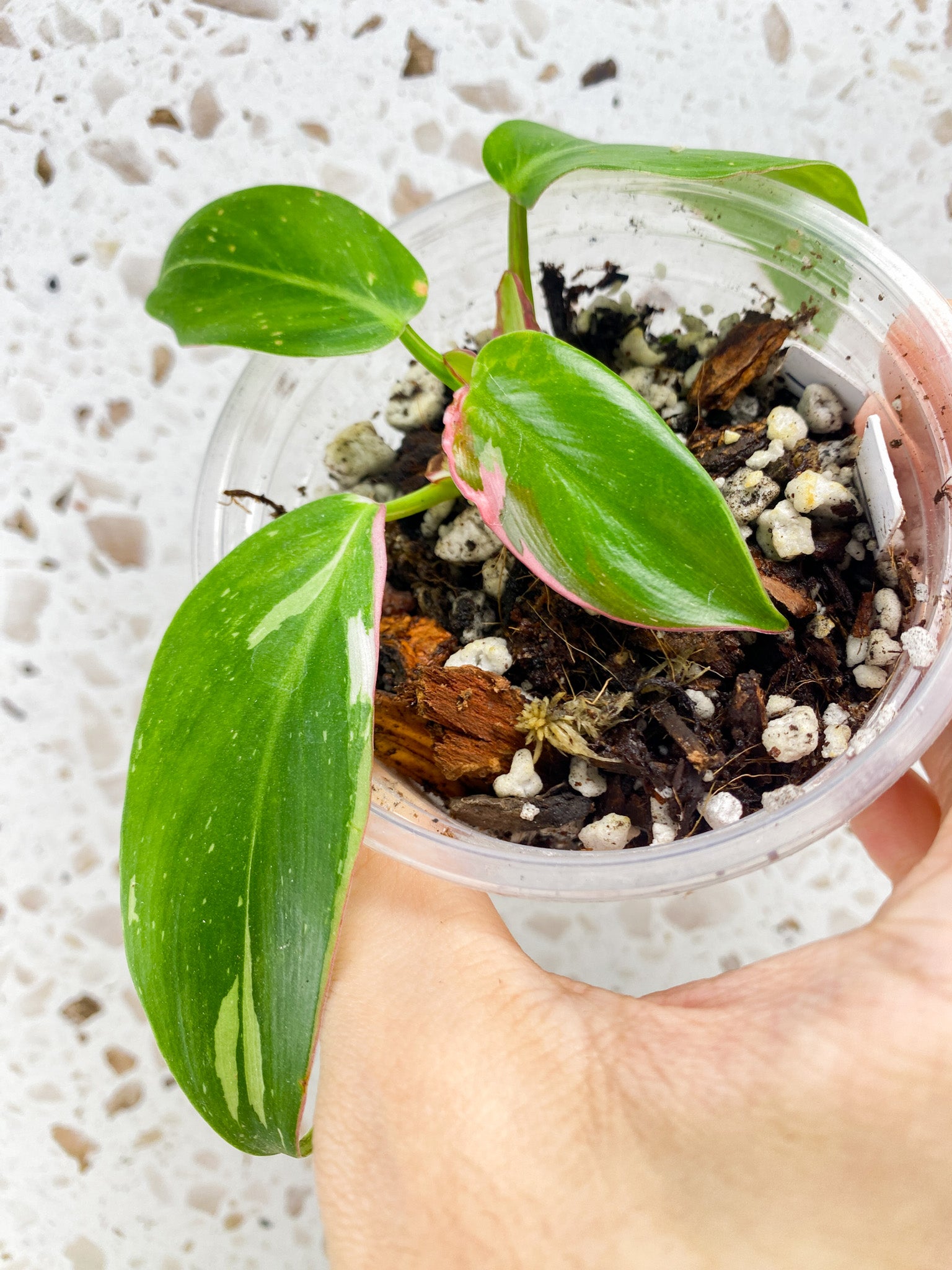 Philodendron White Princess Tricolor 4 leaf baby plant