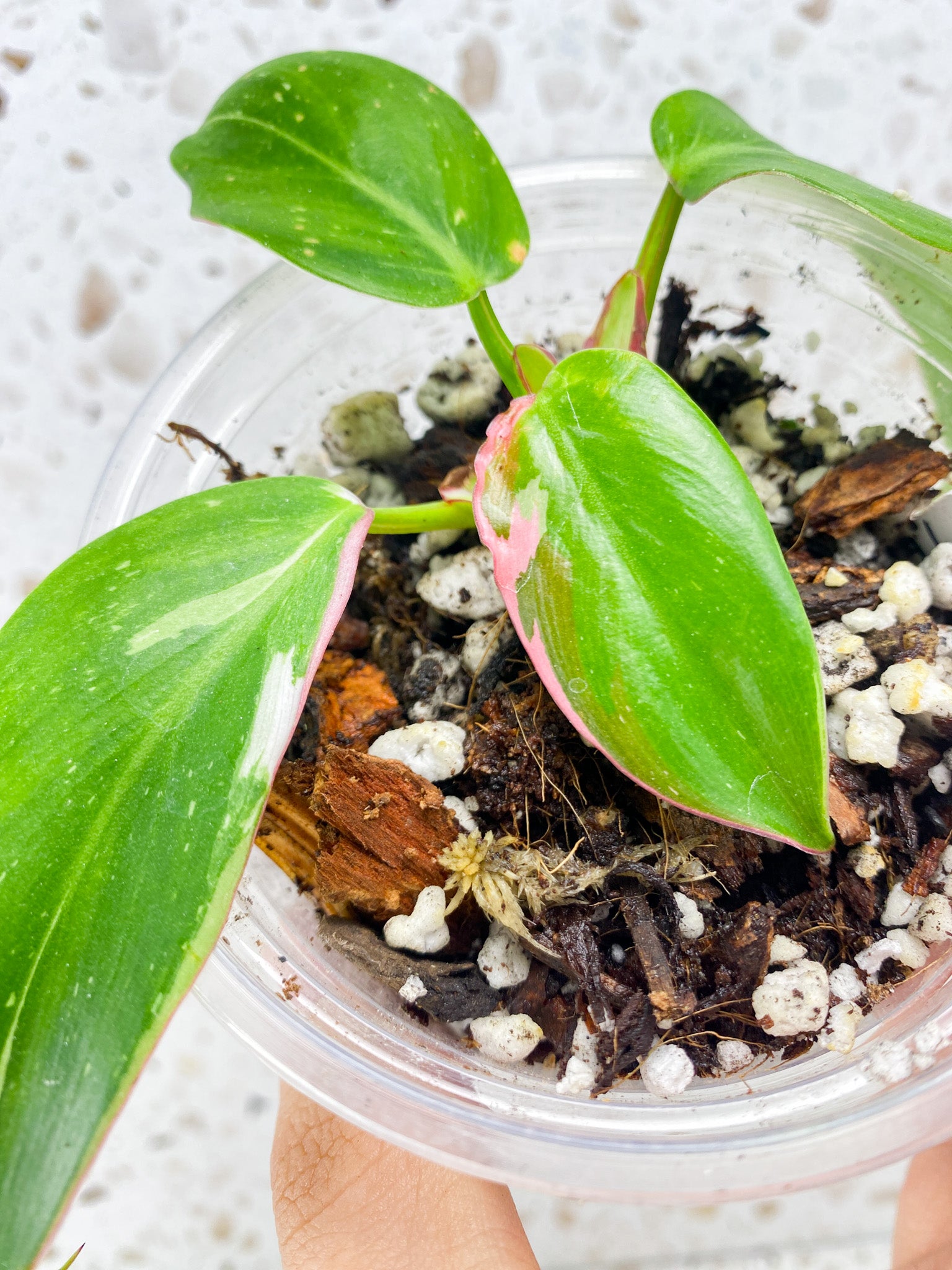 Philodendron White Princess Tricolor 4 leaf baby plant
