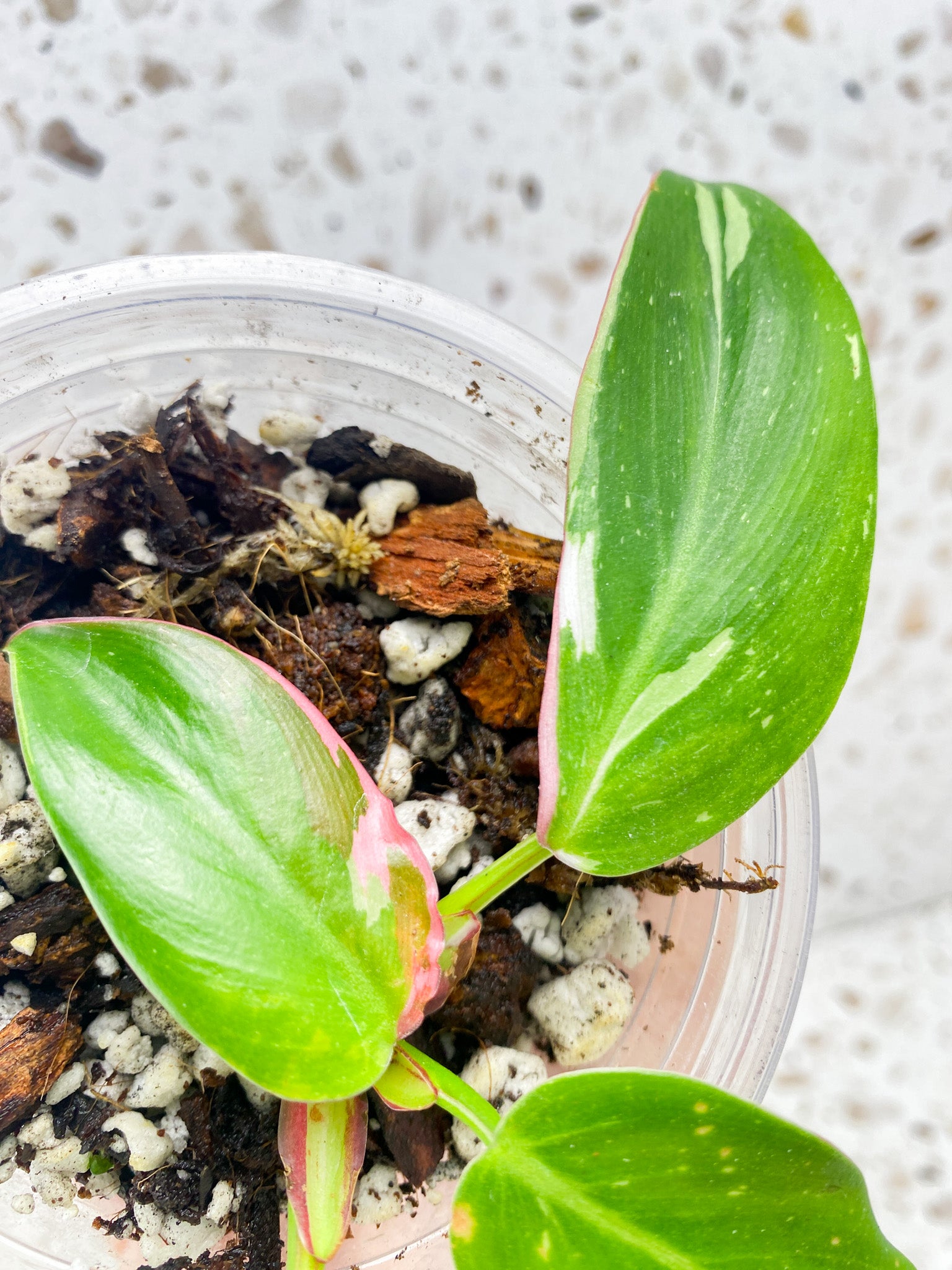 Philodendron White Princess Tricolor 4 leaf baby plant