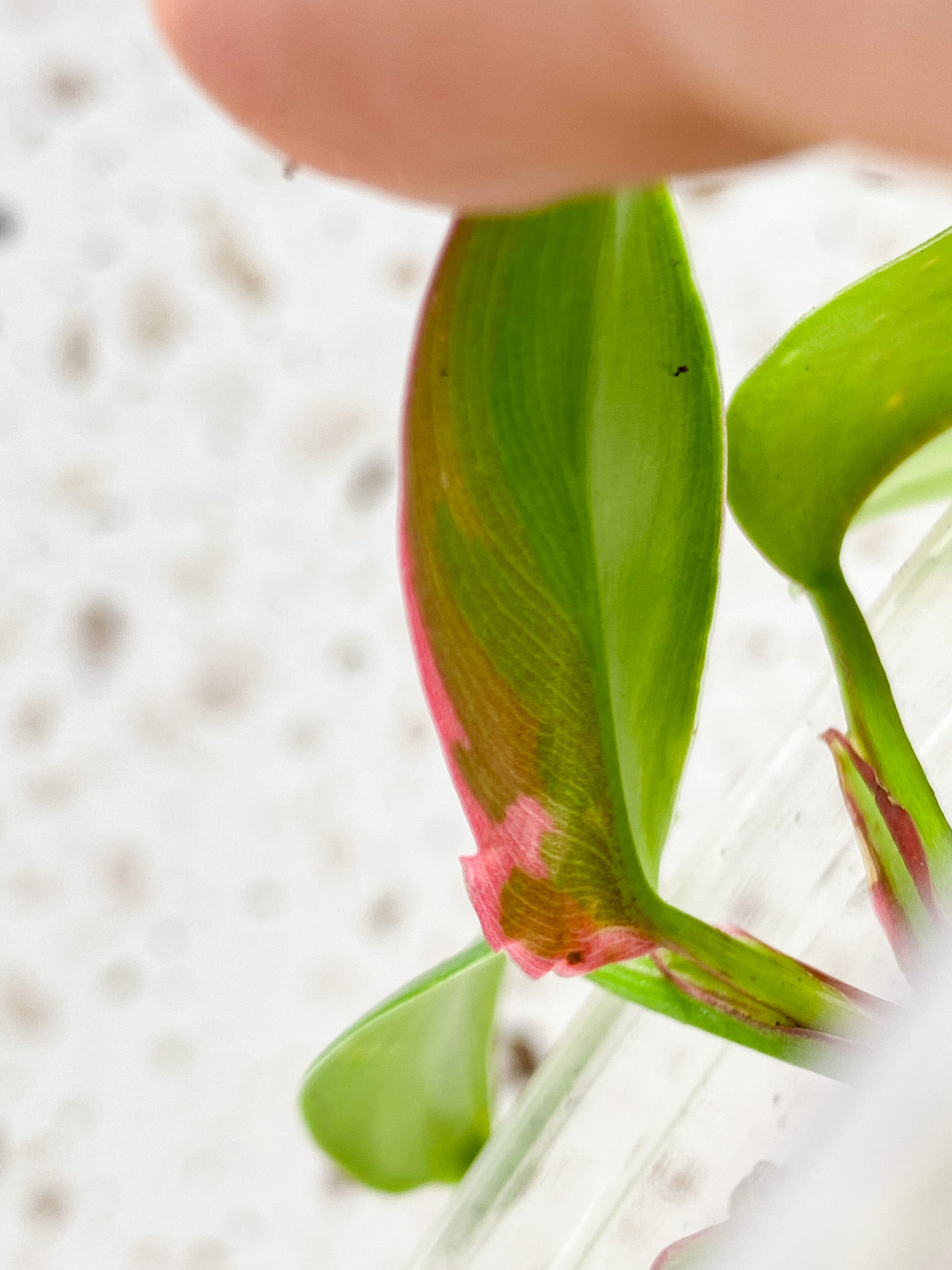 Philodendron White Princess Tricolor 4 leaf baby plant