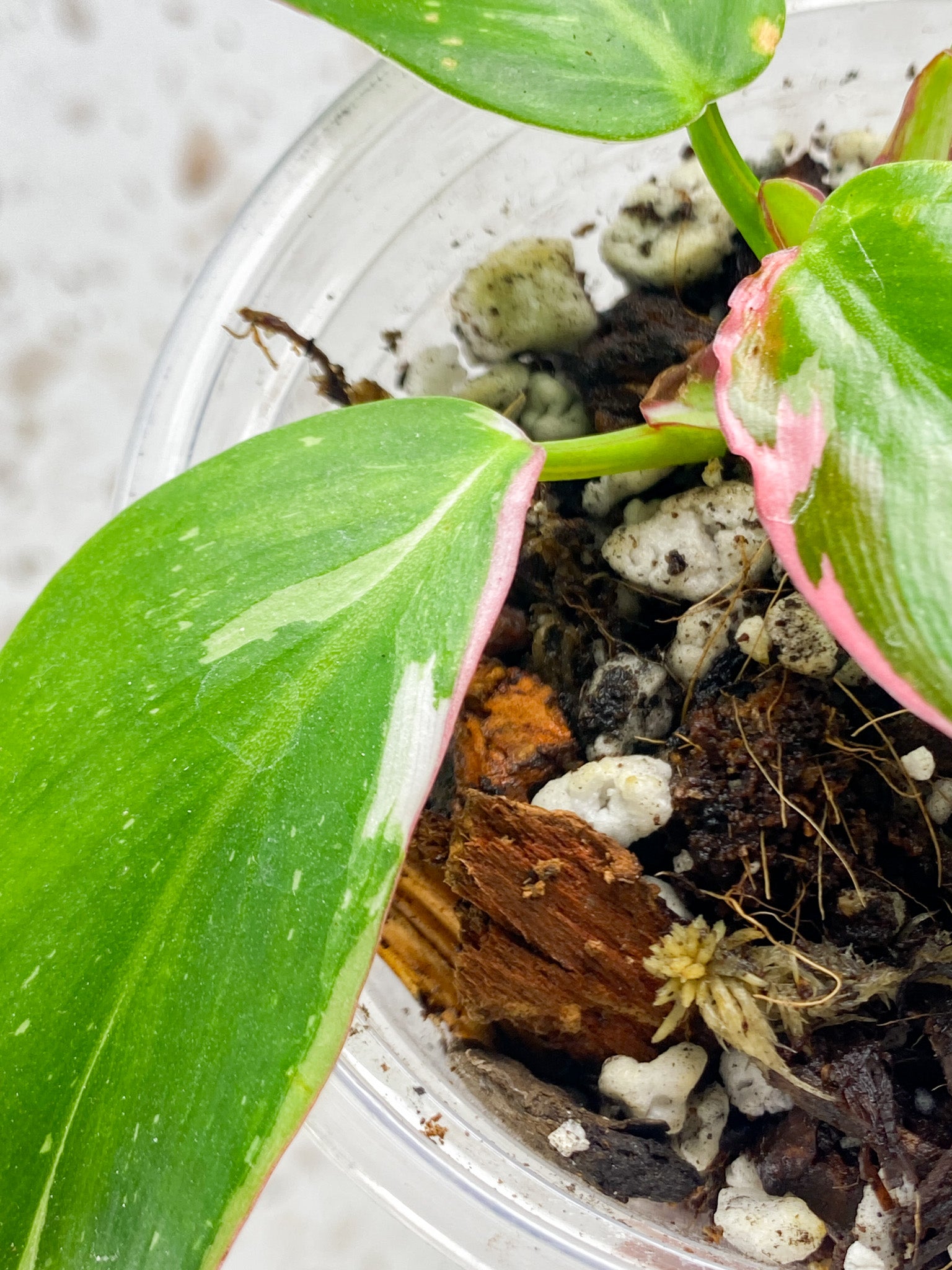 Philodendron White Princess Tricolor 4 leaf baby plant