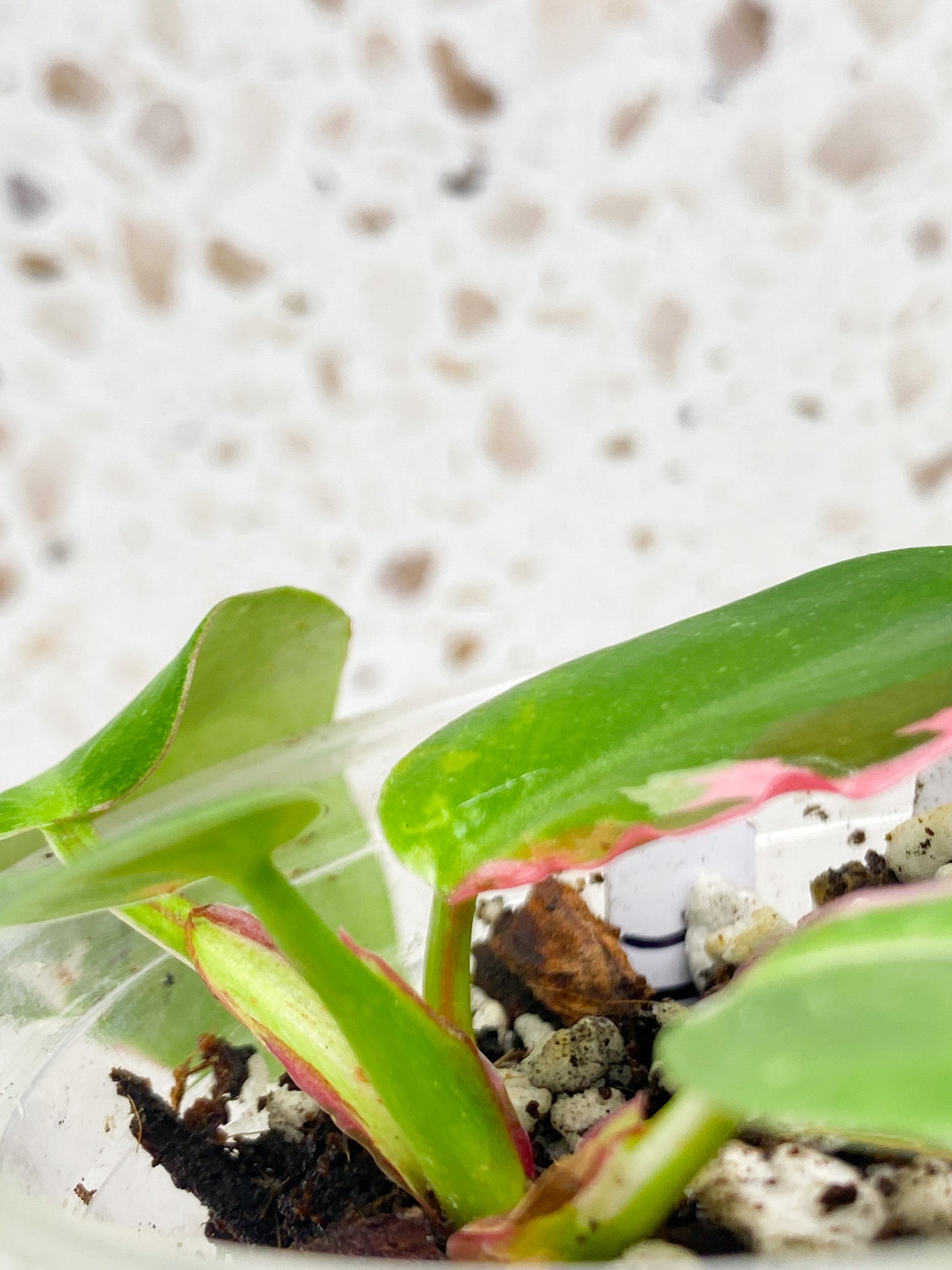 Philodendron White Princess Tricolor 4 leaf baby plant