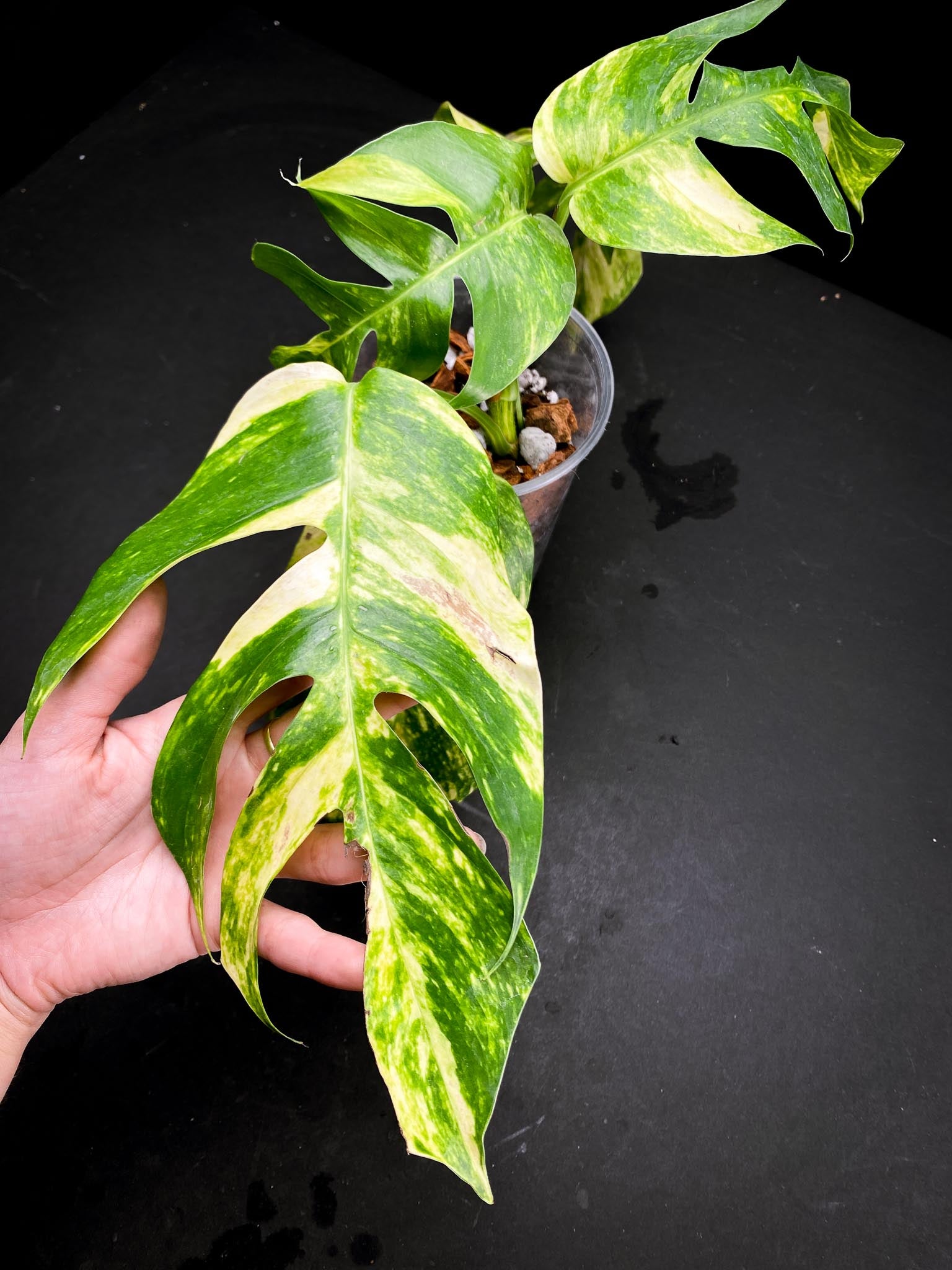 Epipremnum Golden Flame 5 Leaves 4 Nodes Rooted