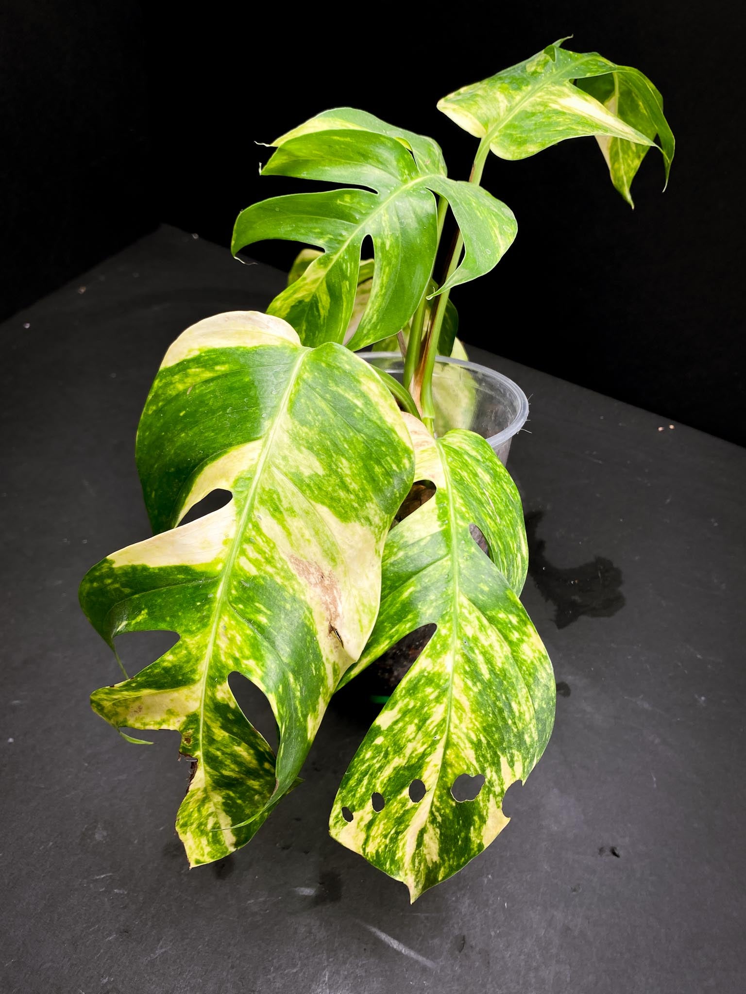 Epipremnum Golden Flame 5 Leaves 4 Nodes Rooted