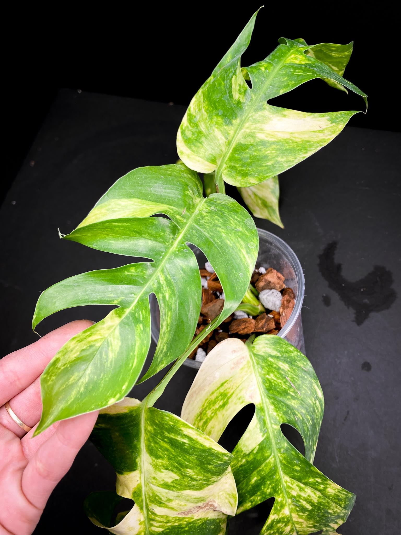Epipremnum Golden Flame 5 Leaves 4 Nodes Rooted