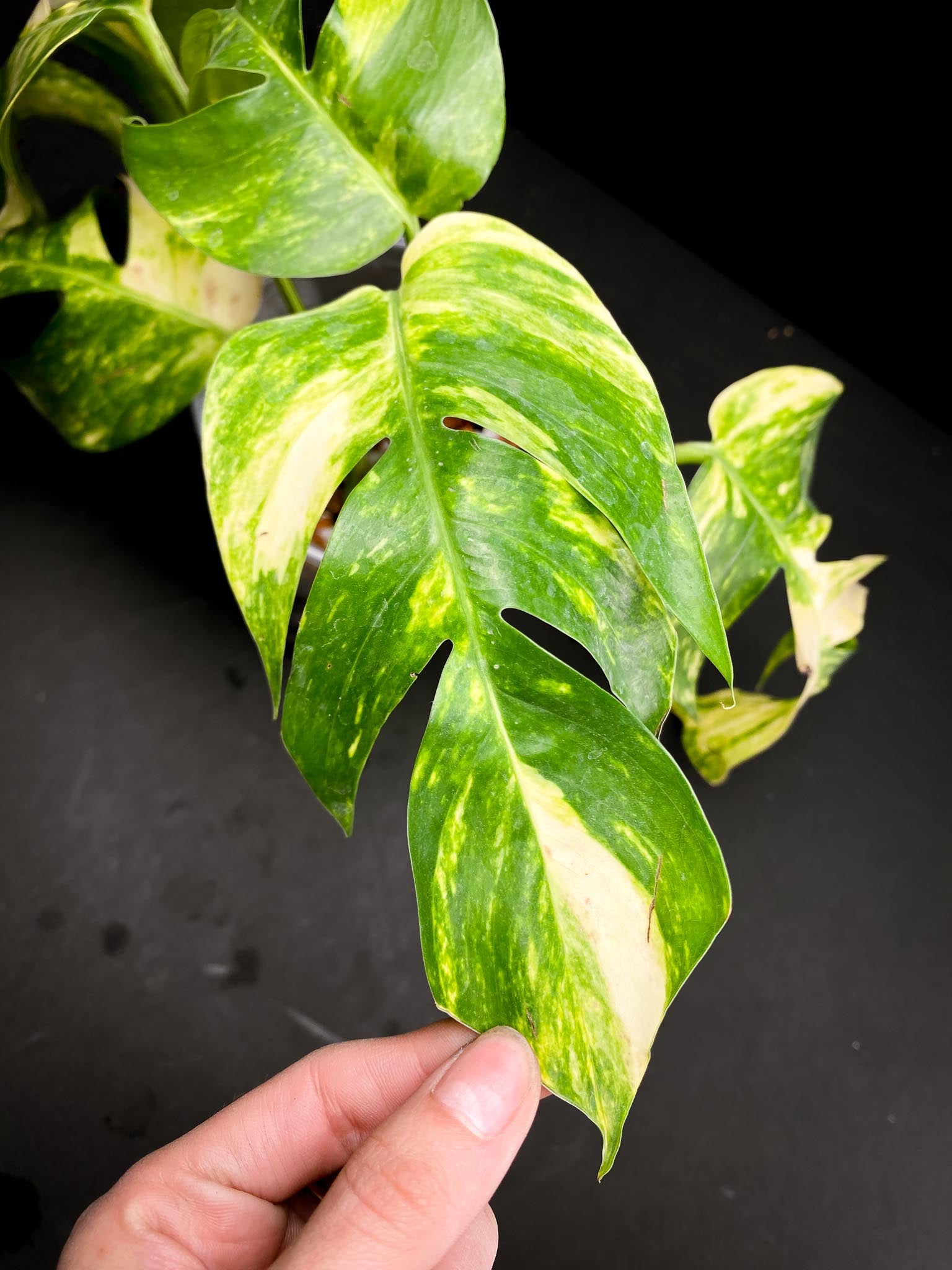 Epipremnum Golden Flame 5 Leaves 4 Nodes Rooted