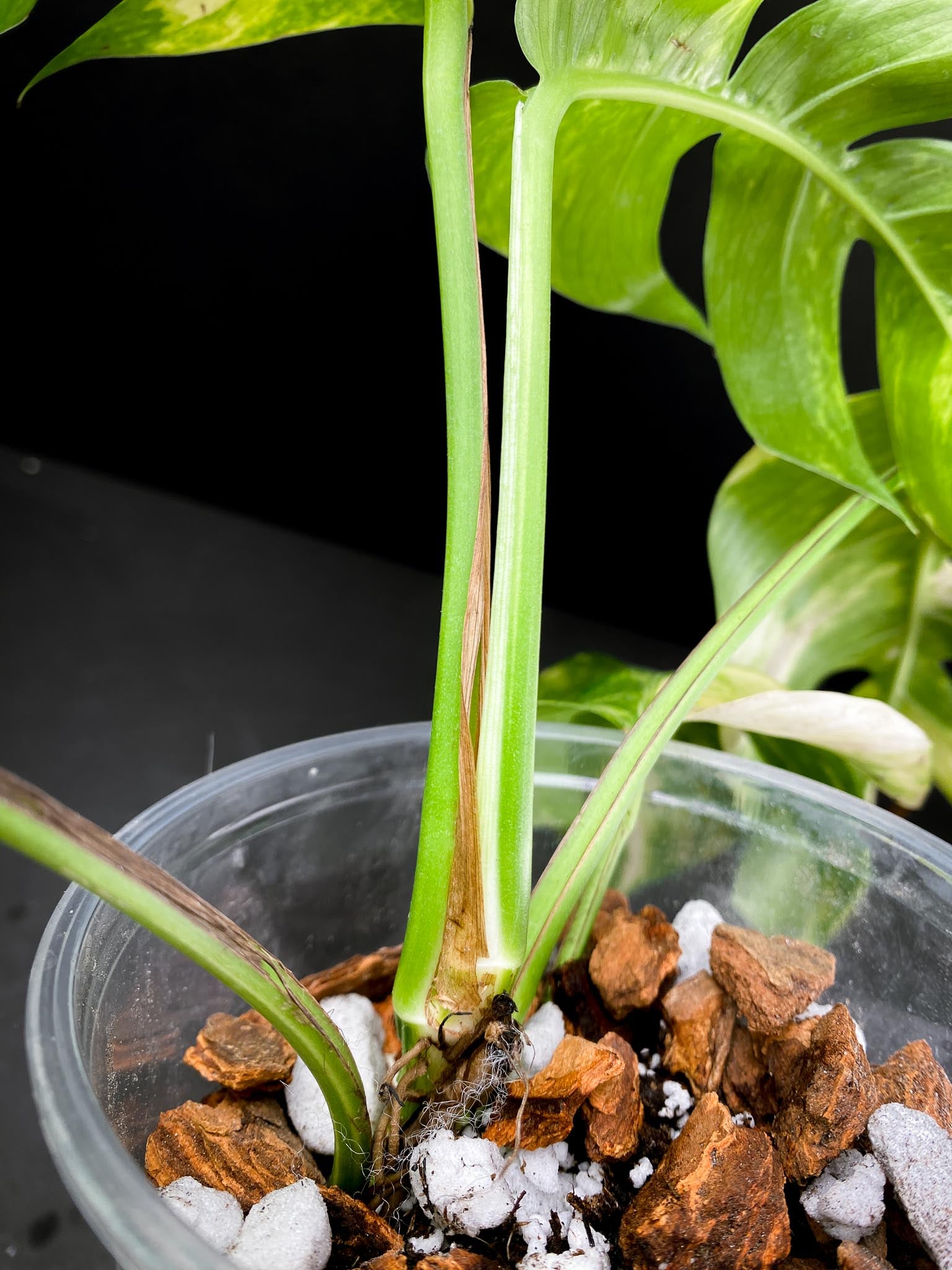 Epipremnum Golden Flame 5 Leaves 4 Nodes Rooted