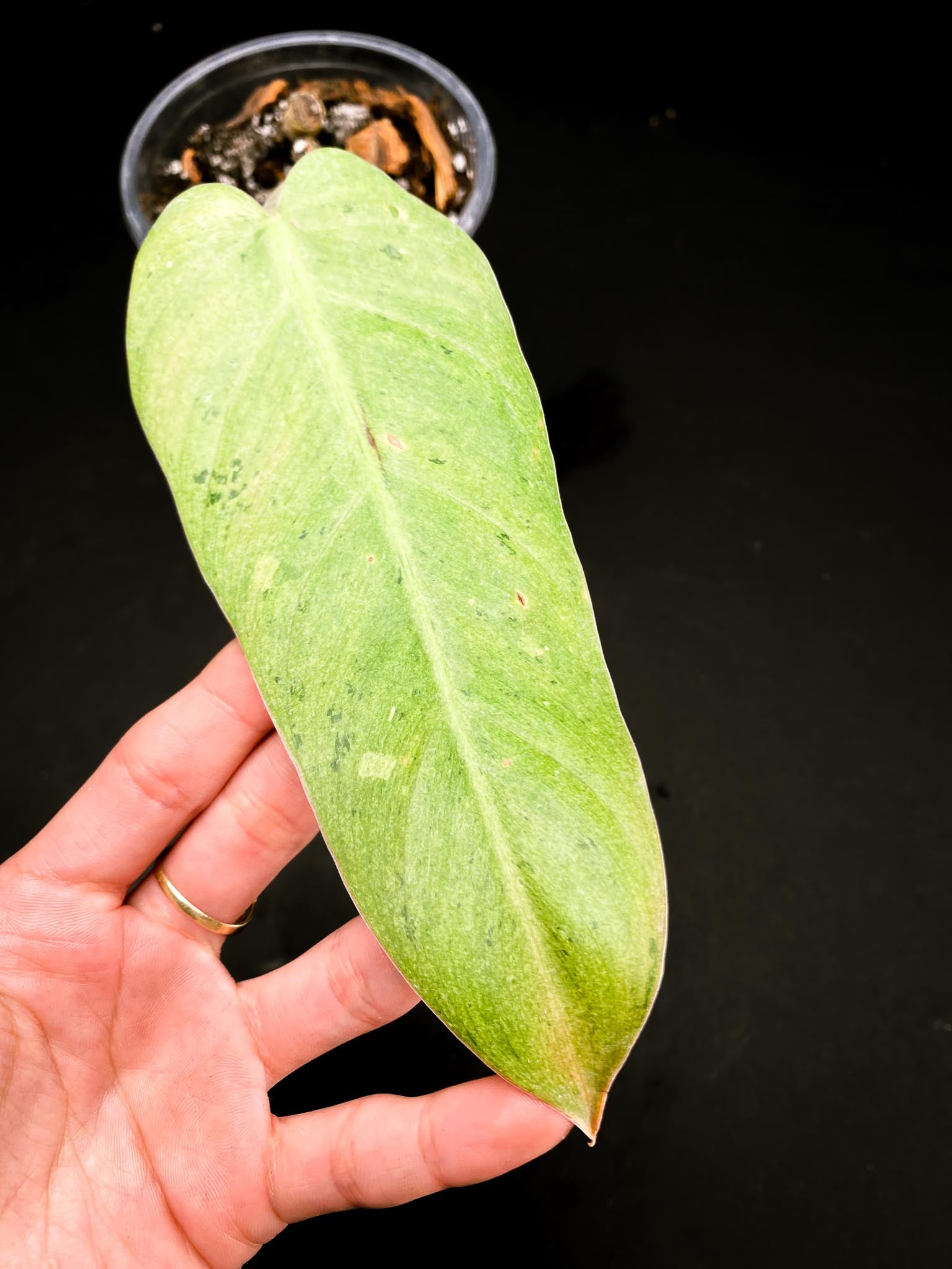 Philodendron Whipple Way A++ (US Clone) 1 Leaf 1 Node