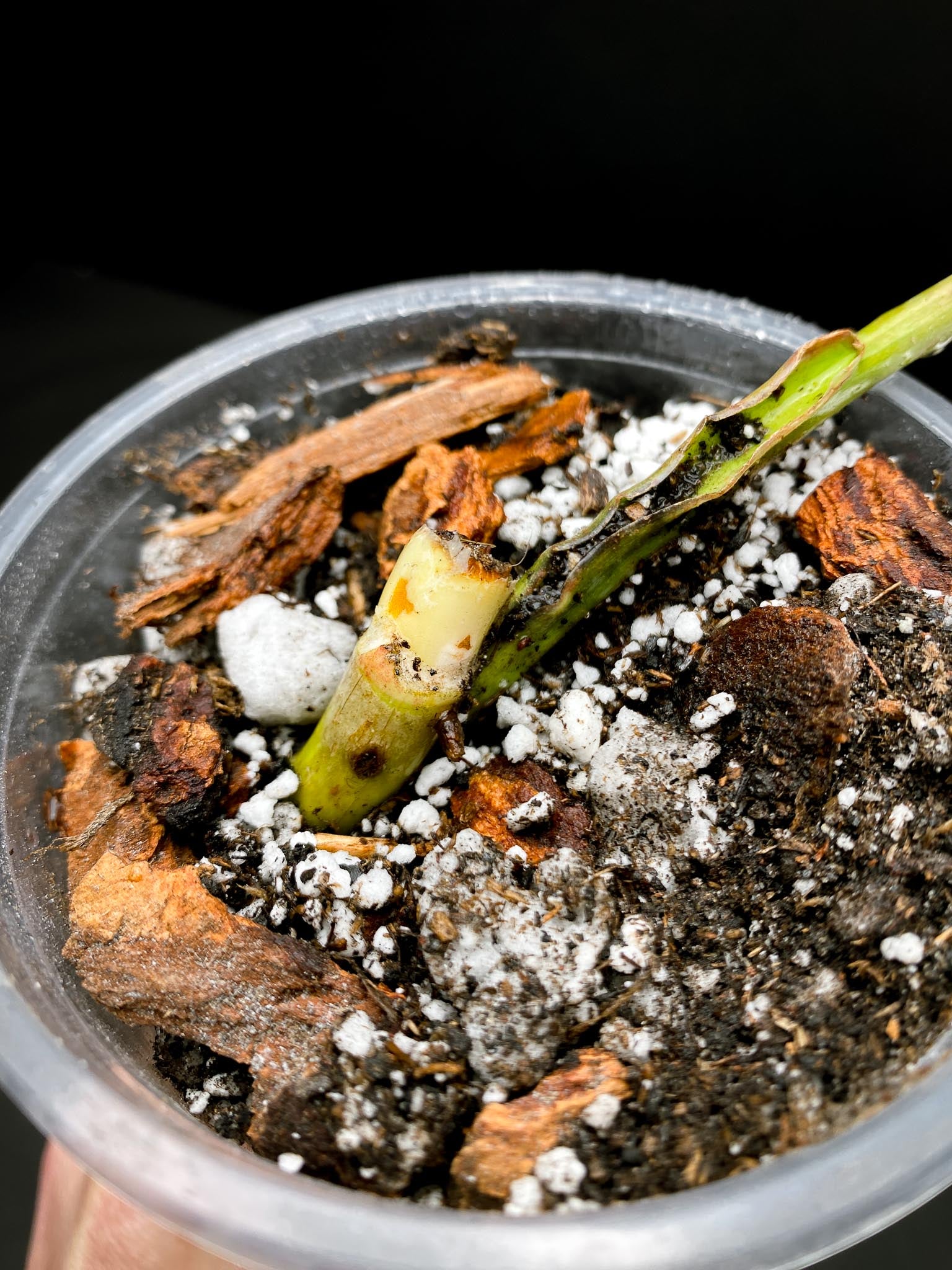 Philodendron Whipple Way A++ (US Clone) 1 Leaf 1 Node