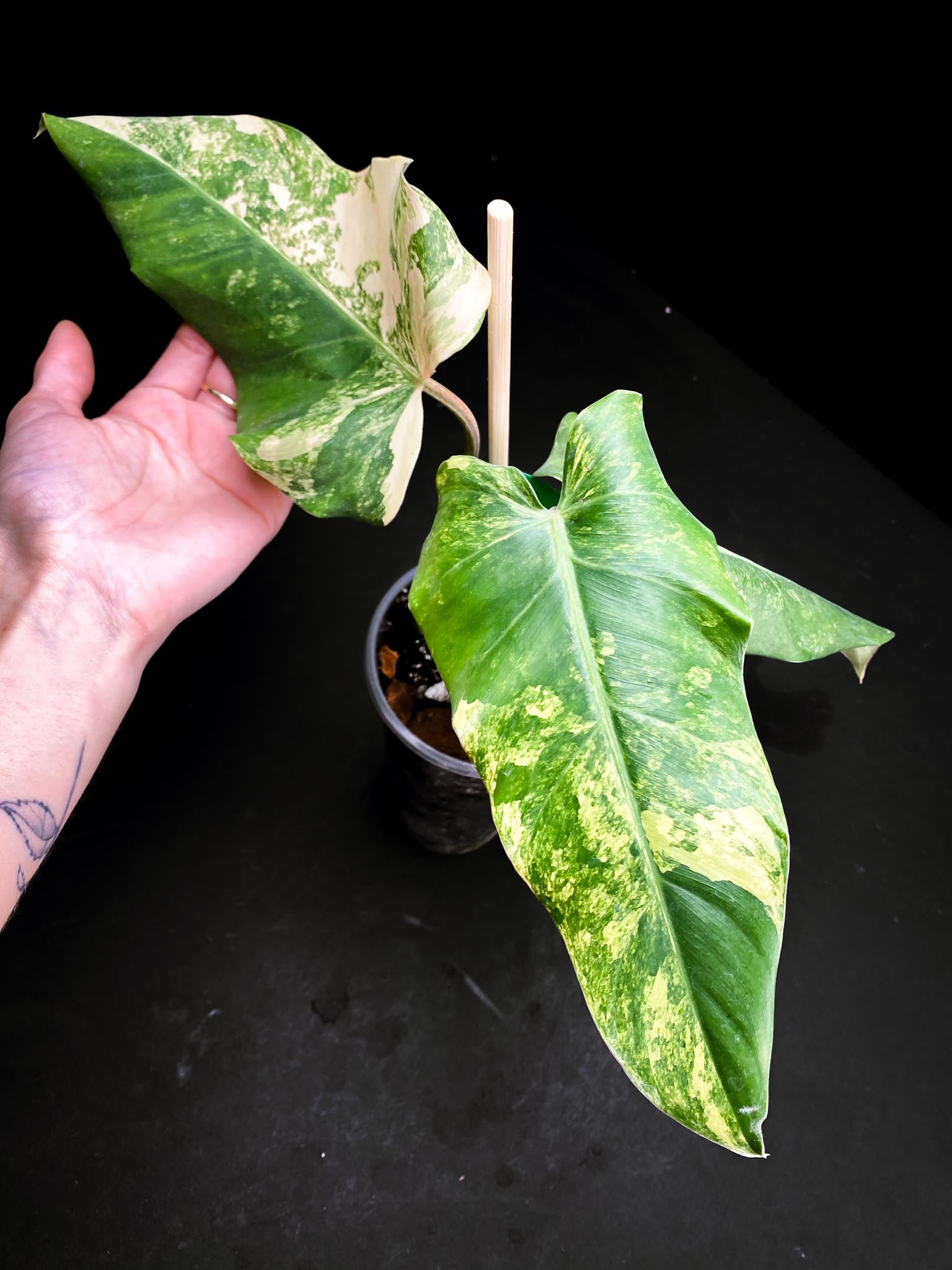 Philodendron Domesticum Variegated 3 Leaves 3 Nodes Rooted