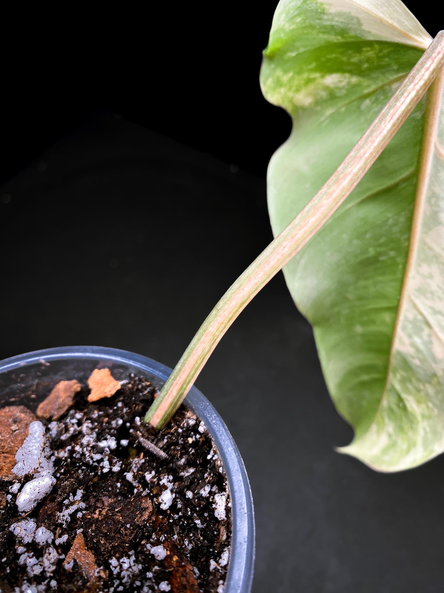 Philodendron Domesticum Variegated 3 Leaves 3 Nodes Rooted