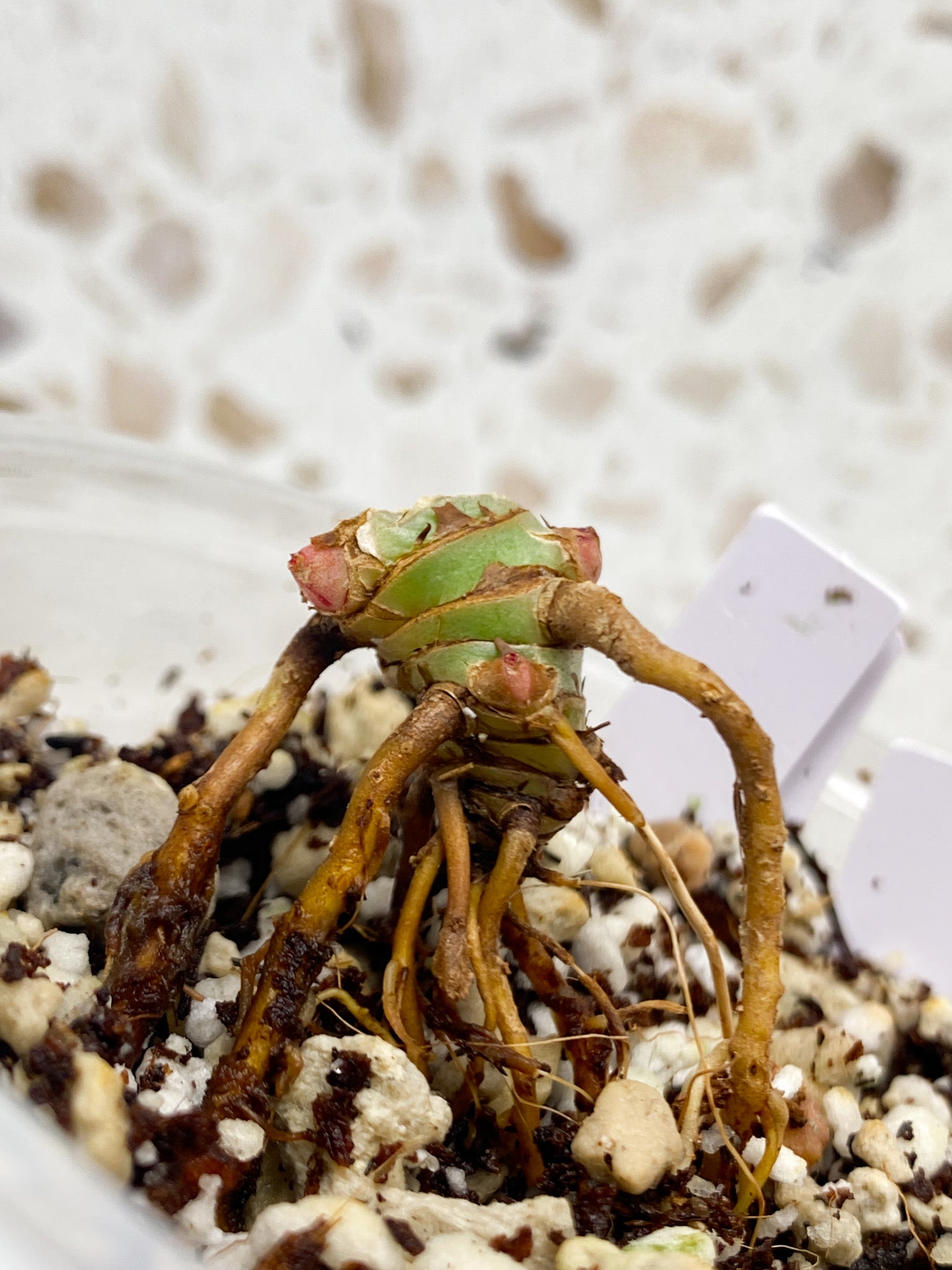 Philodendron Red Moon multiple nodes