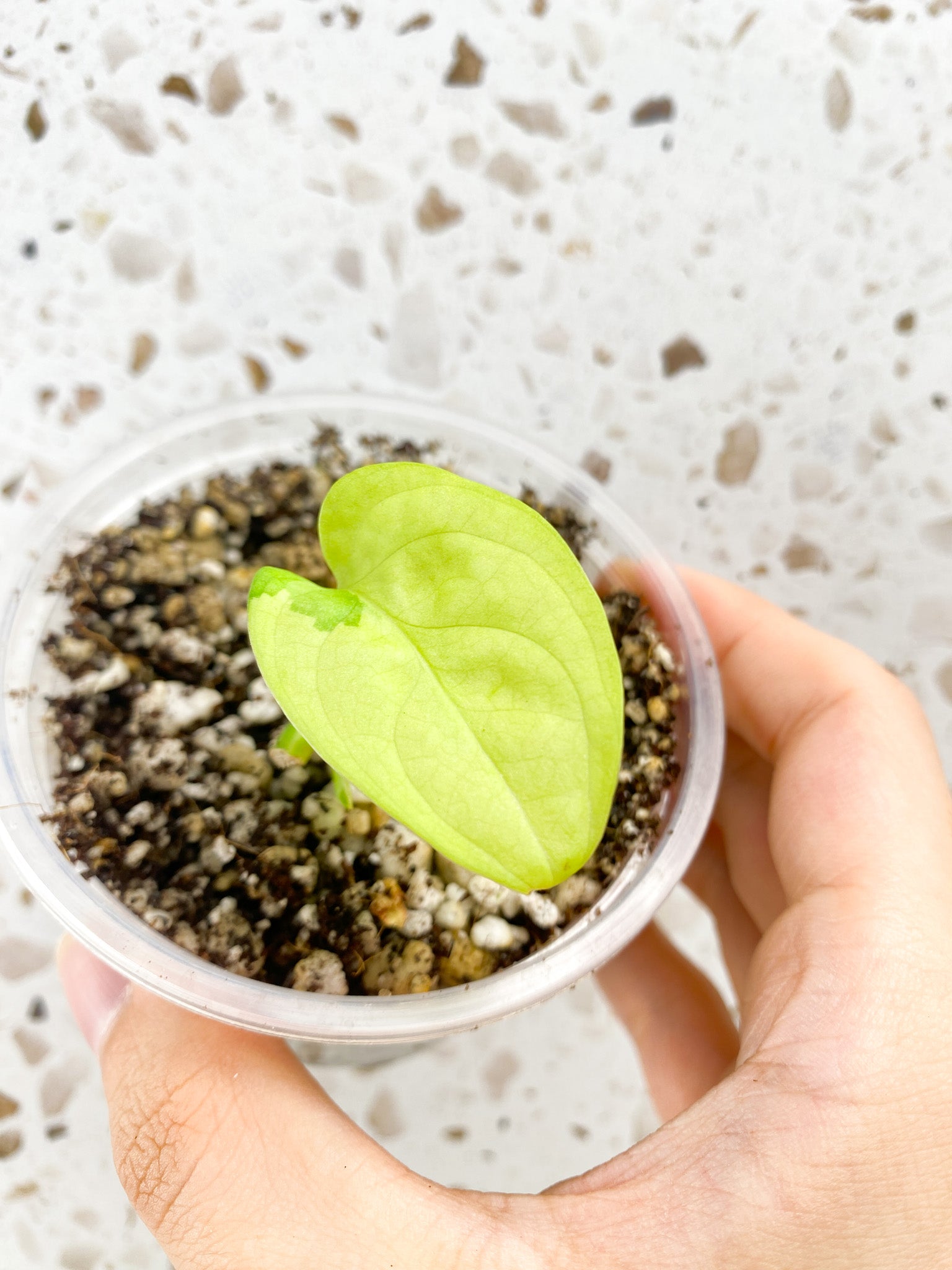 Monstera Adansonii Aurea 1 baby leaf grown from node