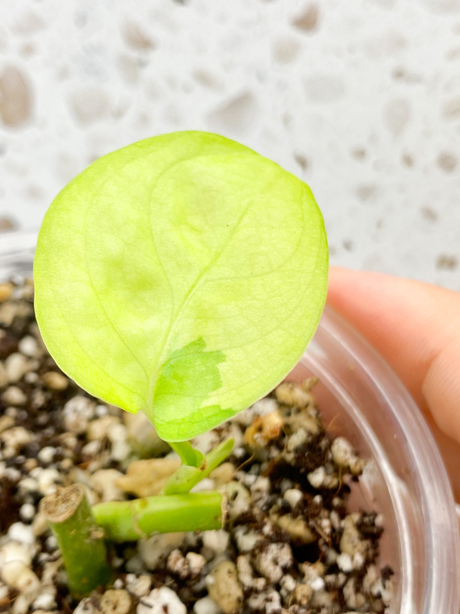 Monstera Adansonii Aurea 1 baby leaf grown from node