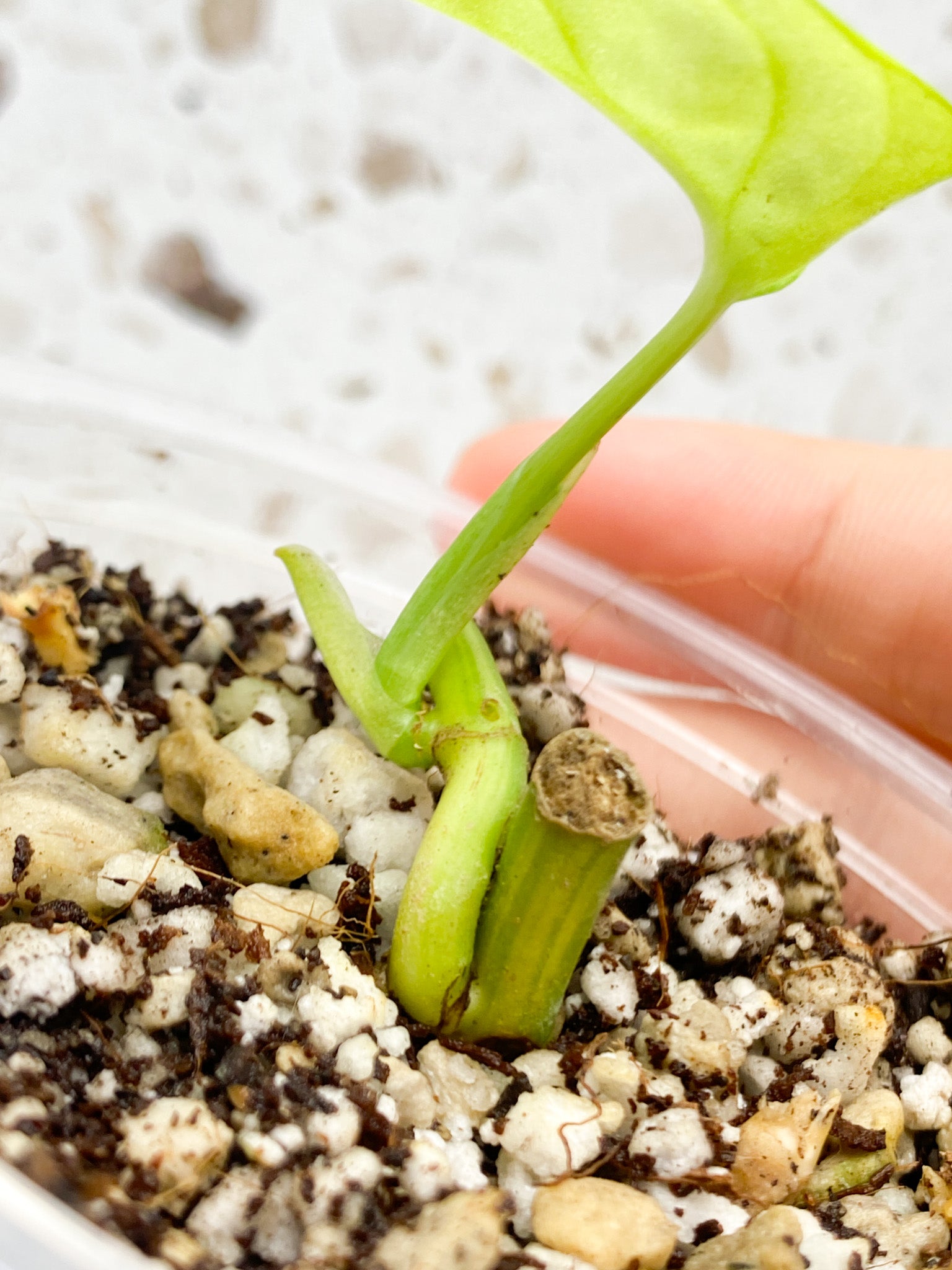 Monstera Adansonii Aurea 1 baby leaf grown from node