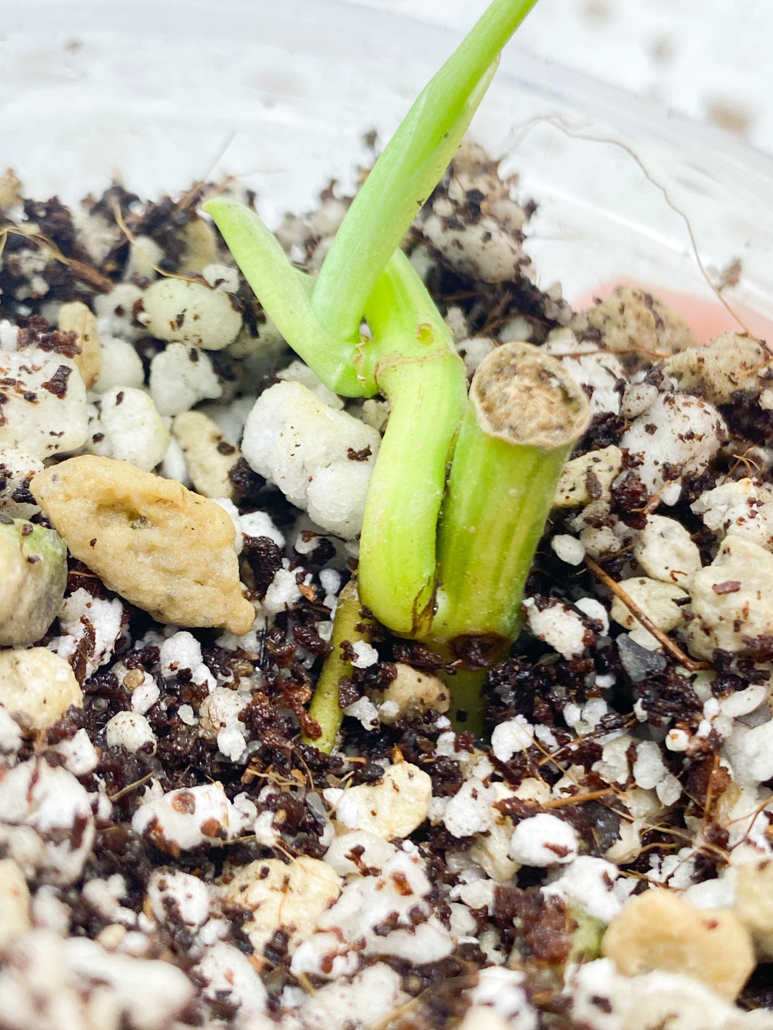 Monstera Adansonii Aurea 1 baby leaf grown from node