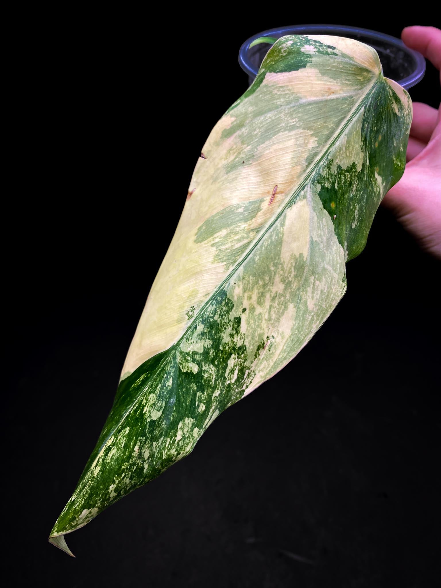 Philodendron Domesticum Variegated 2 Leaves 3 Nodes 1 Sprout Rooted