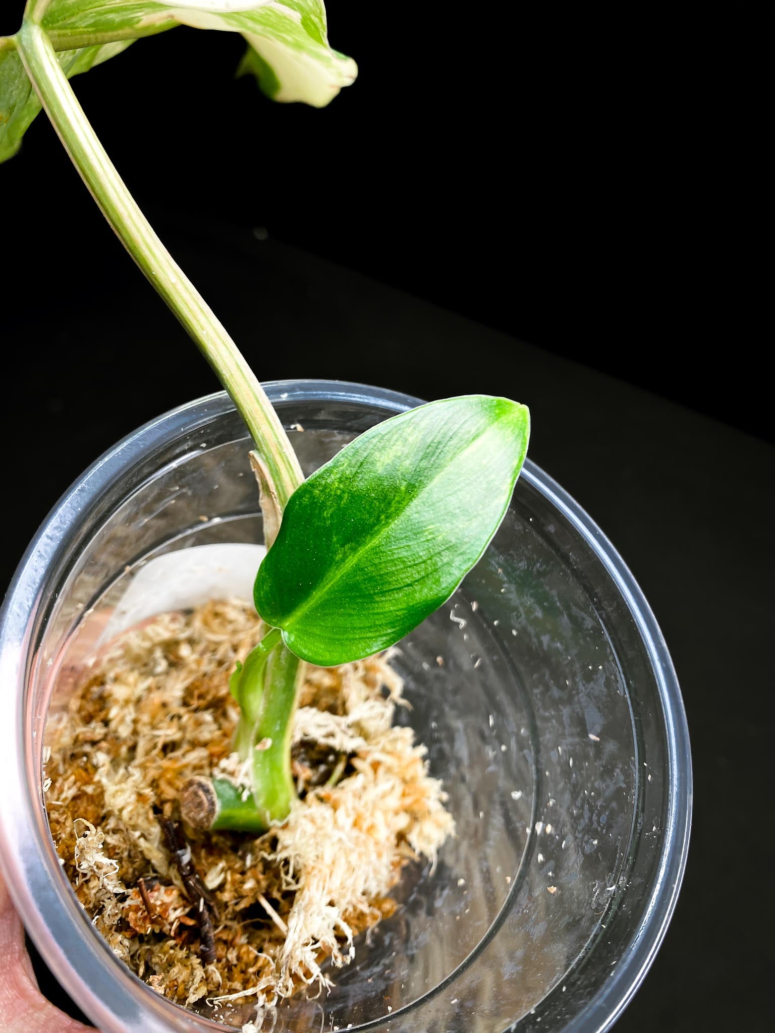 Philodendron Domesticum Variegated 2 Leaves 3 Nodes 1 Sprout Rooted
