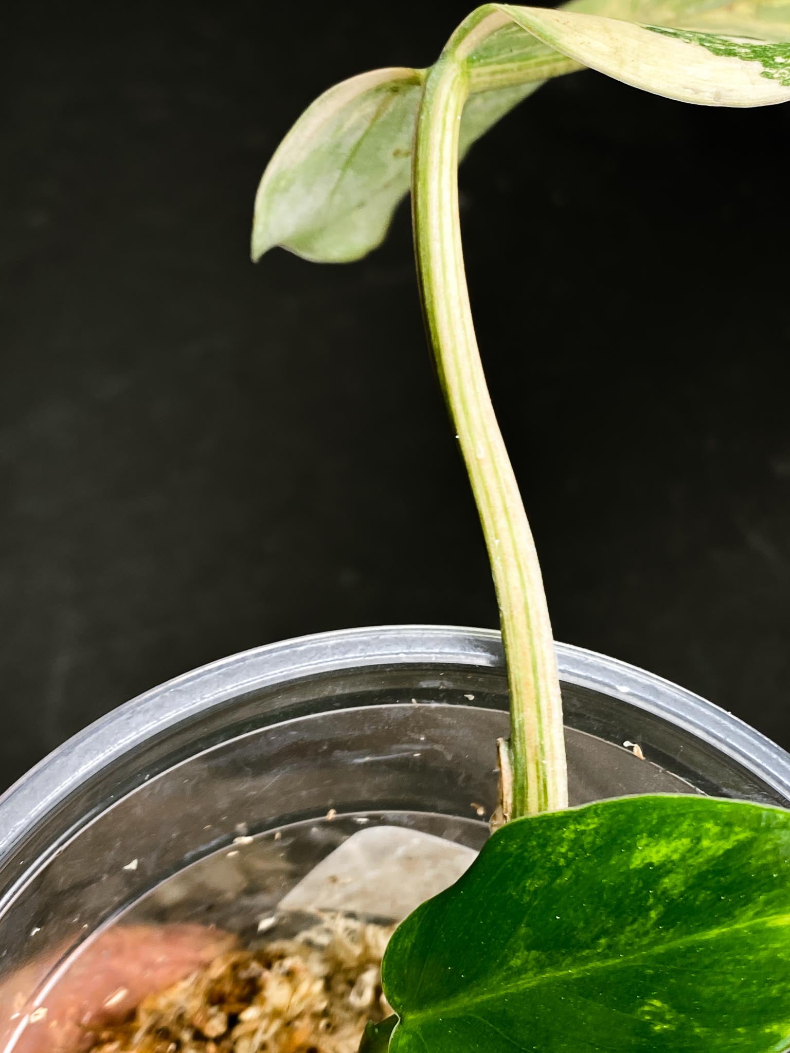 Philodendron Domesticum Variegated 2 Leaves 3 Nodes 1 Sprout Rooted