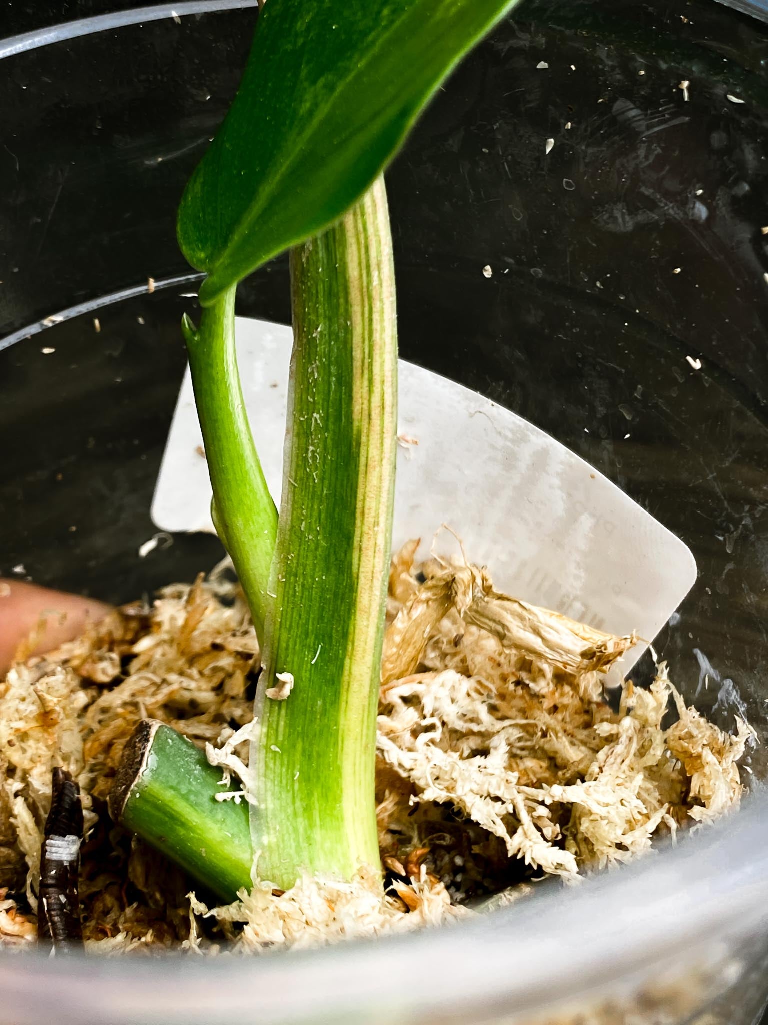 Philodendron Domesticum Variegated 2 Leaves 3 Nodes 1 Sprout Rooted
