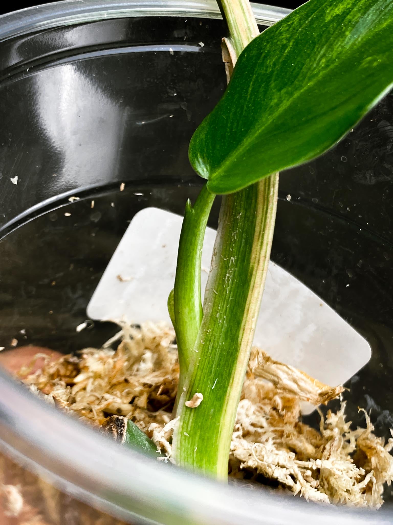 Philodendron Domesticum Variegated 2 Leaves 3 Nodes 1 Sprout Rooted