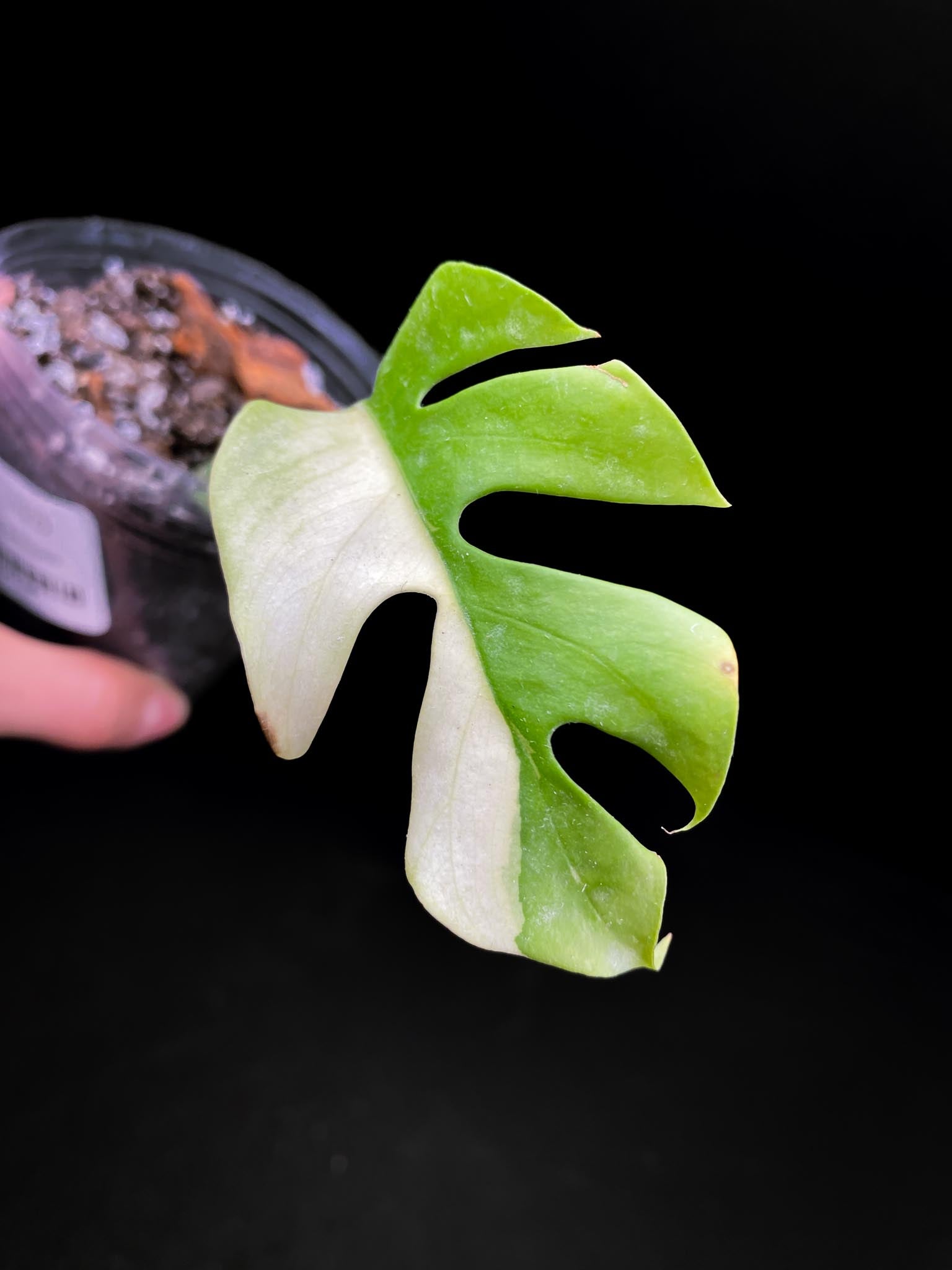 Rhaphidophora tetrasperma variegated 1 Leaf 1 Node Rooted