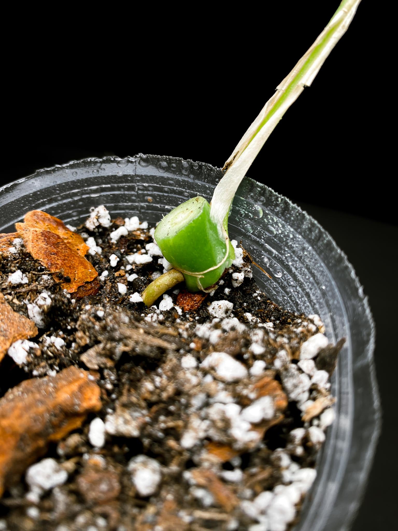 Rhaphidophora tetrasperma variegated 1 Leaf 1 Node Rooted