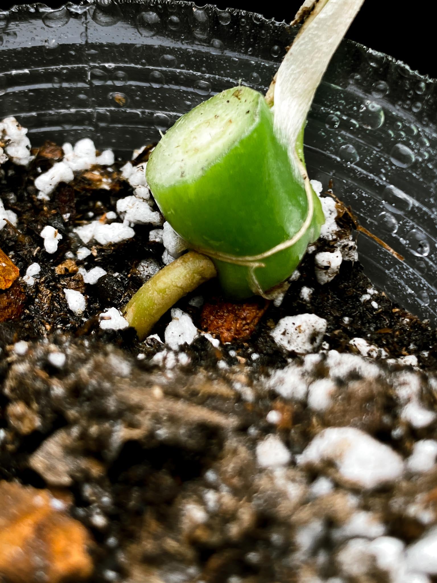 Rhaphidophora tetrasperma variegated 1 Leaf 1 Node Rooted