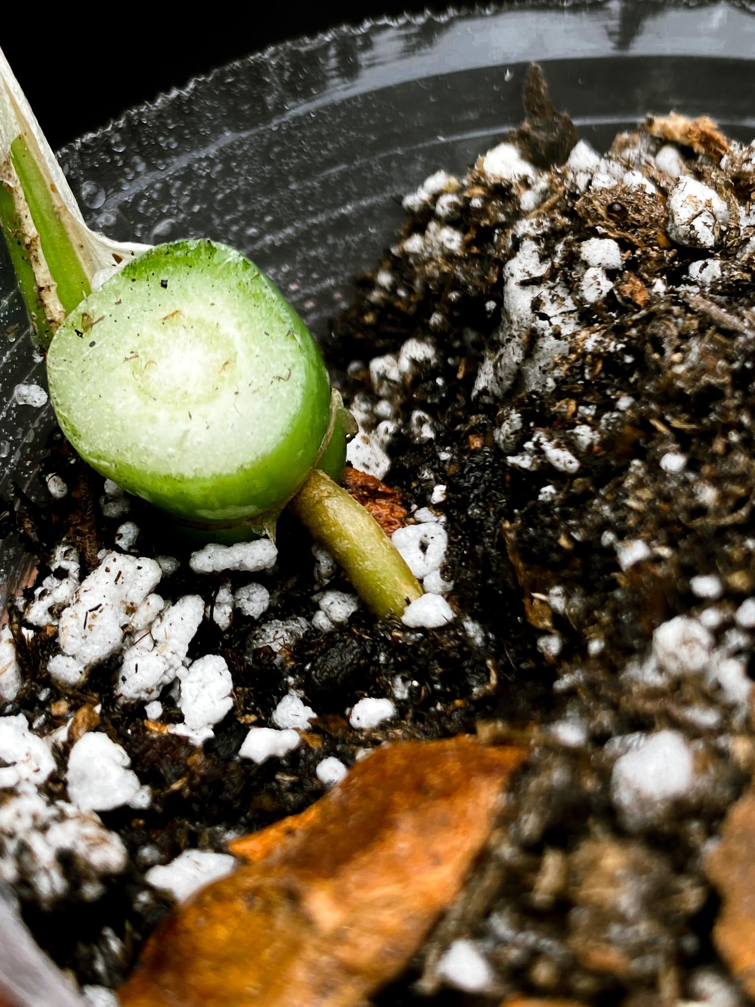 Rhaphidophora tetrasperma variegated 1 Leaf 1 Node Rooted
