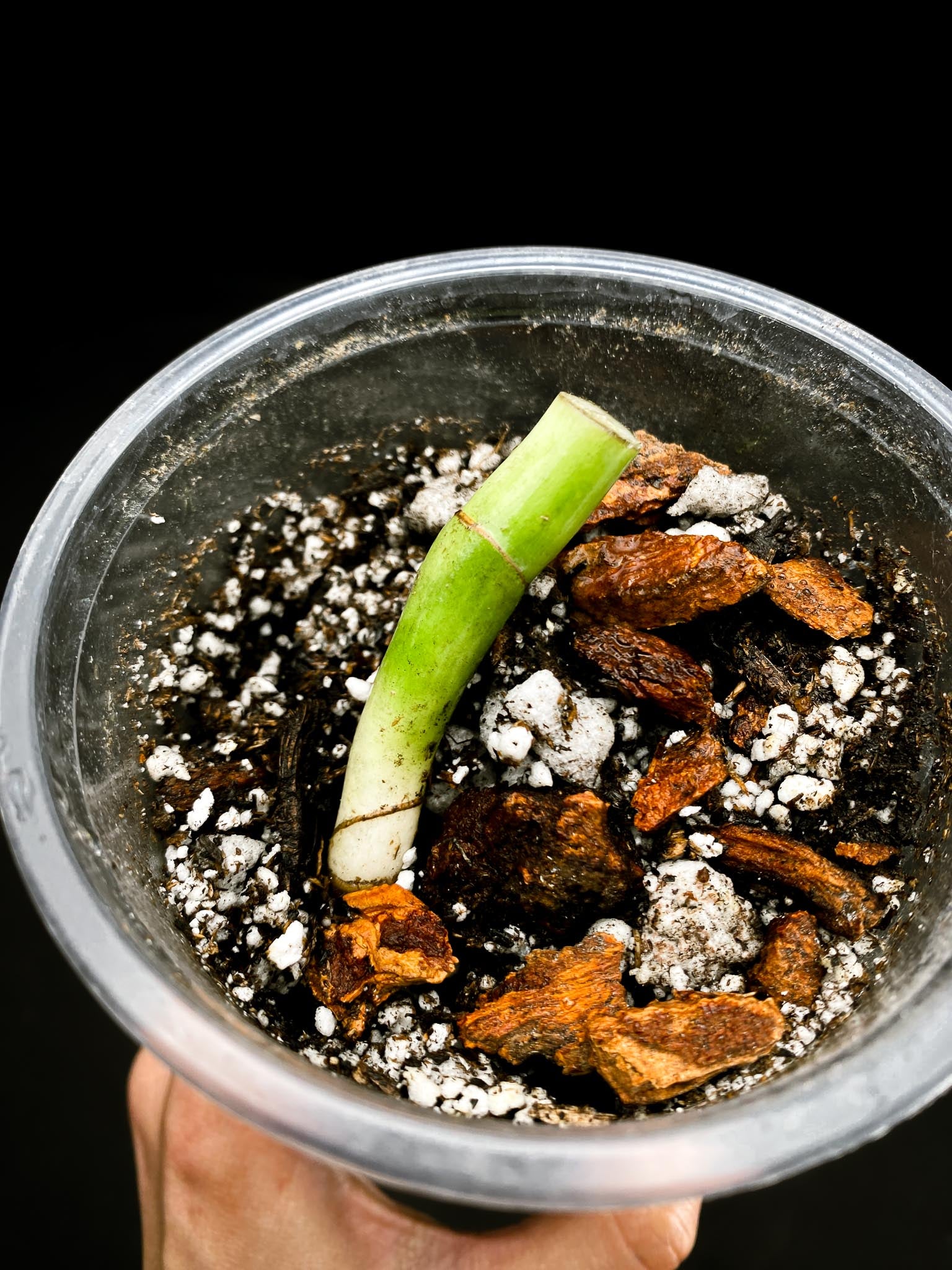 Rhaphidophora tetrasperma variegated white monster 2 Nodes 1 Growing Bud Rooted