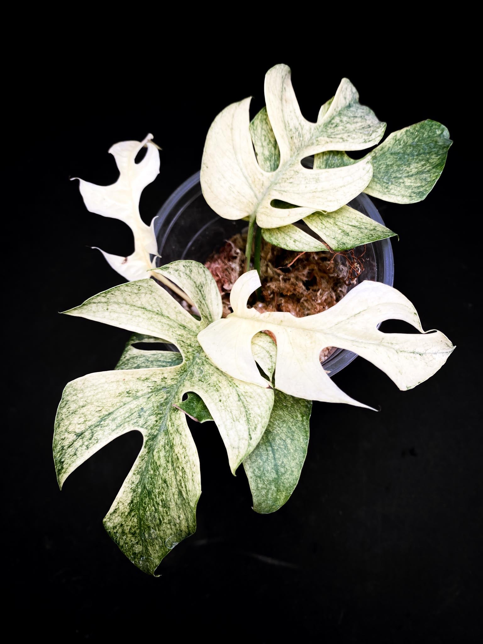 Rhaphidophora tetrasperma variegated white monster Multiple Leaves Multiple Nodes highly Variegated Rooted