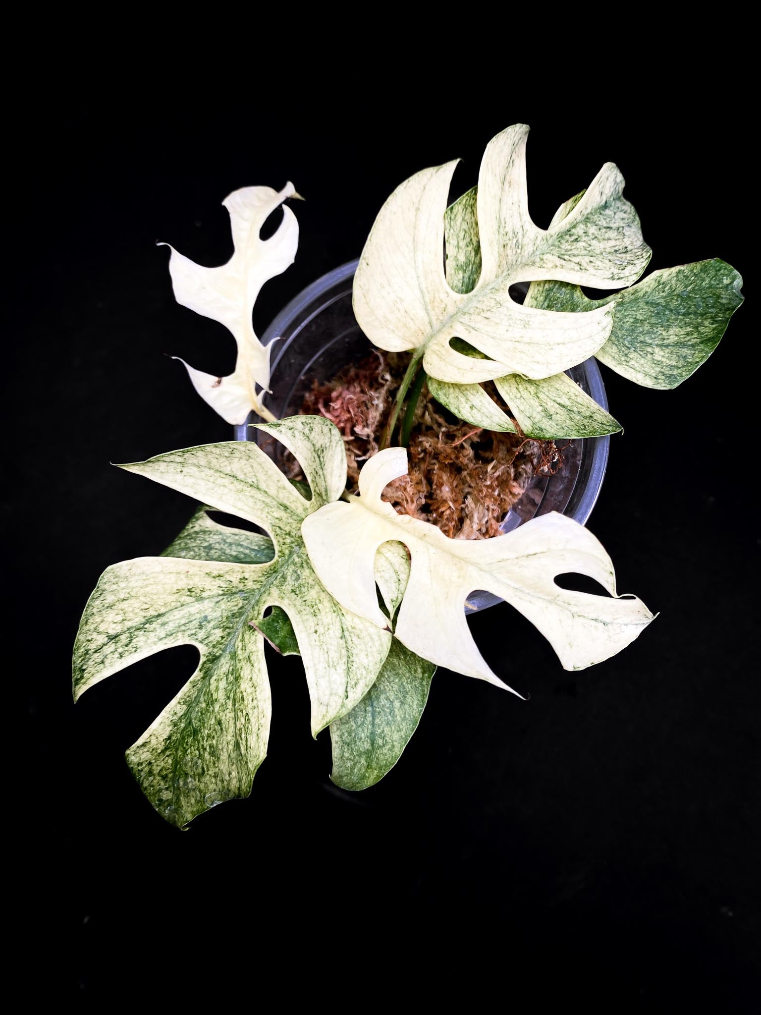 Rhaphidophora tetrasperma variegated white monster Multiple Leaves Multiple Nodes highly Variegated Rooted