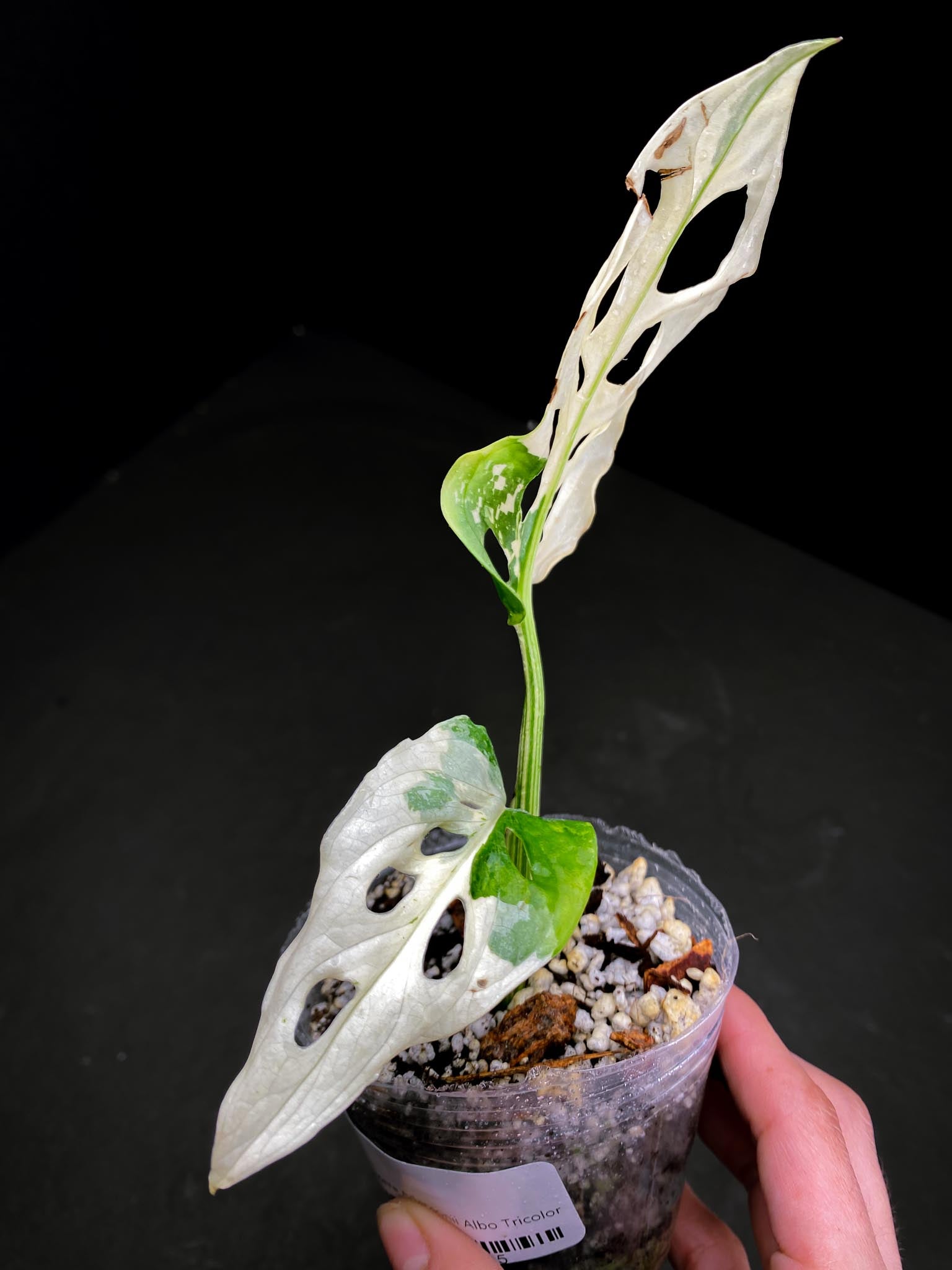 Monstera Adansonii Albo Tricolor 2 Leaves 2 Nodes highy Variegated Rooted