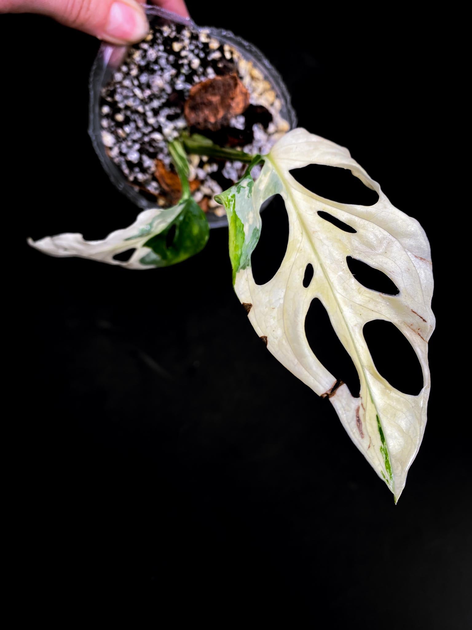 Monstera Adansonii Albo Tricolor 2 Leaves 2 Nodes highy Variegated Rooted