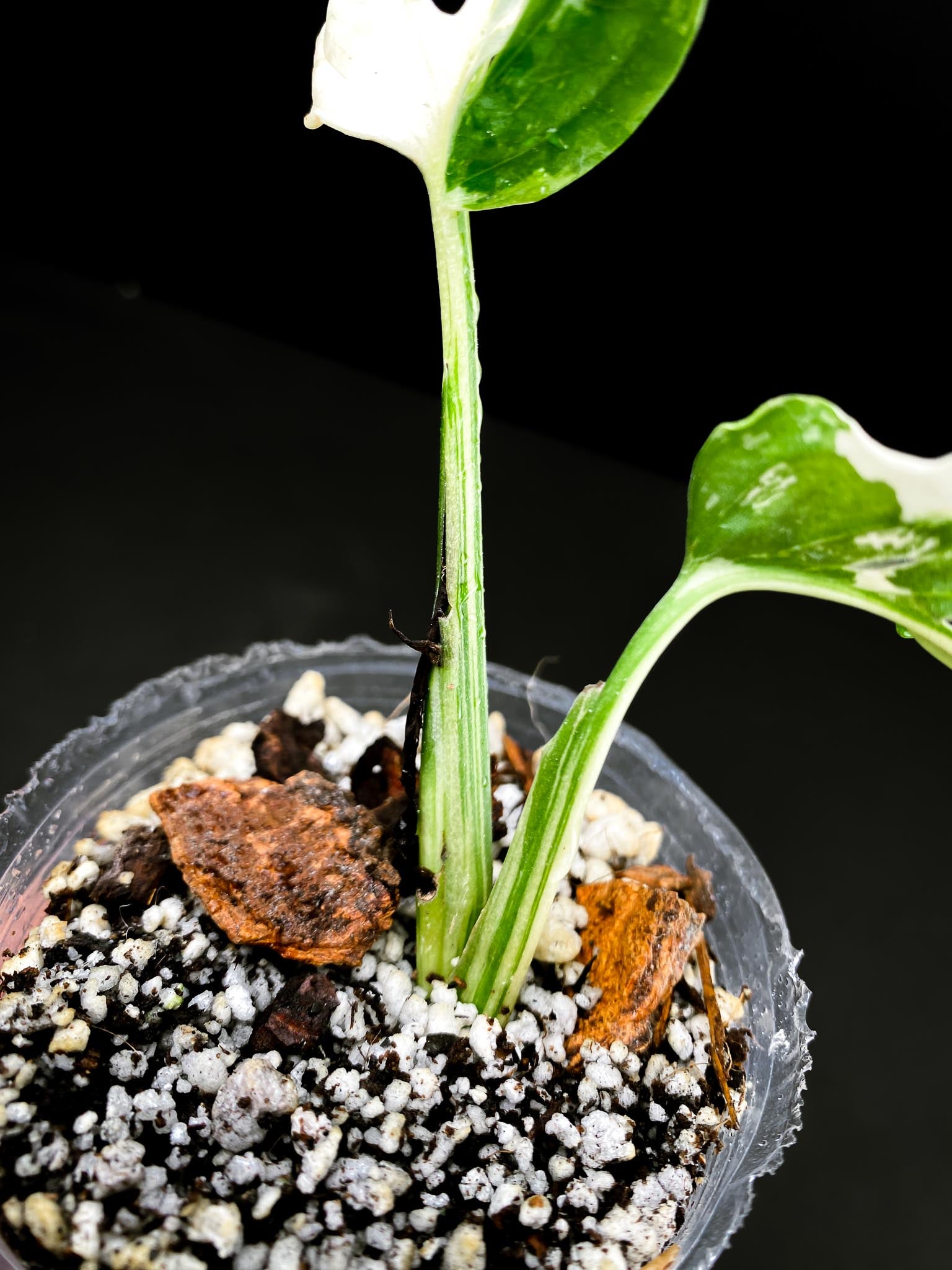 Monstera Adansonii Albo Tricolor 2 Leaves 2 Nodes highy Variegated Rooted