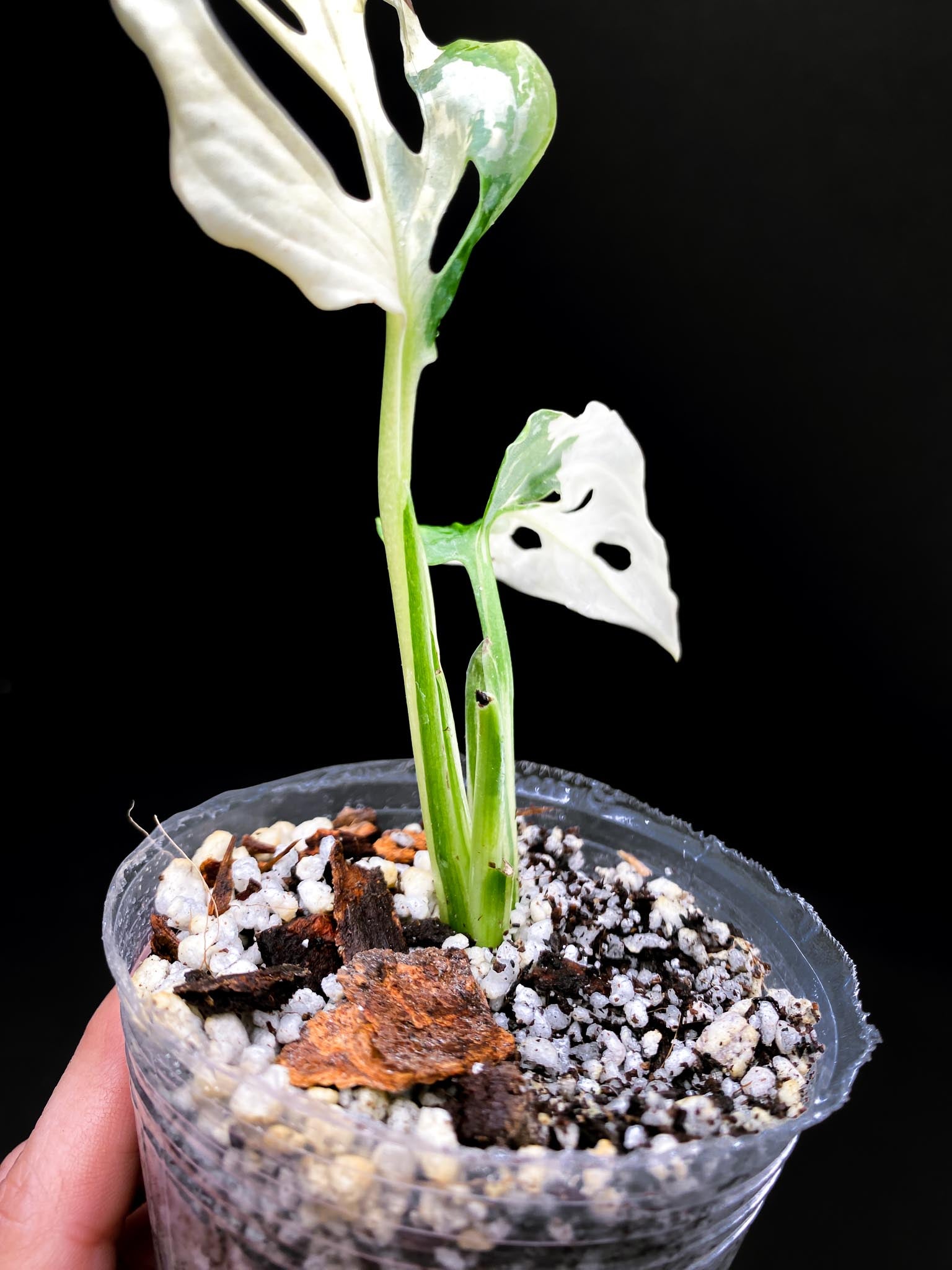 Monstera Adansonii Albo Tricolor 2 Leaves 2 Nodes highy Variegated Rooted