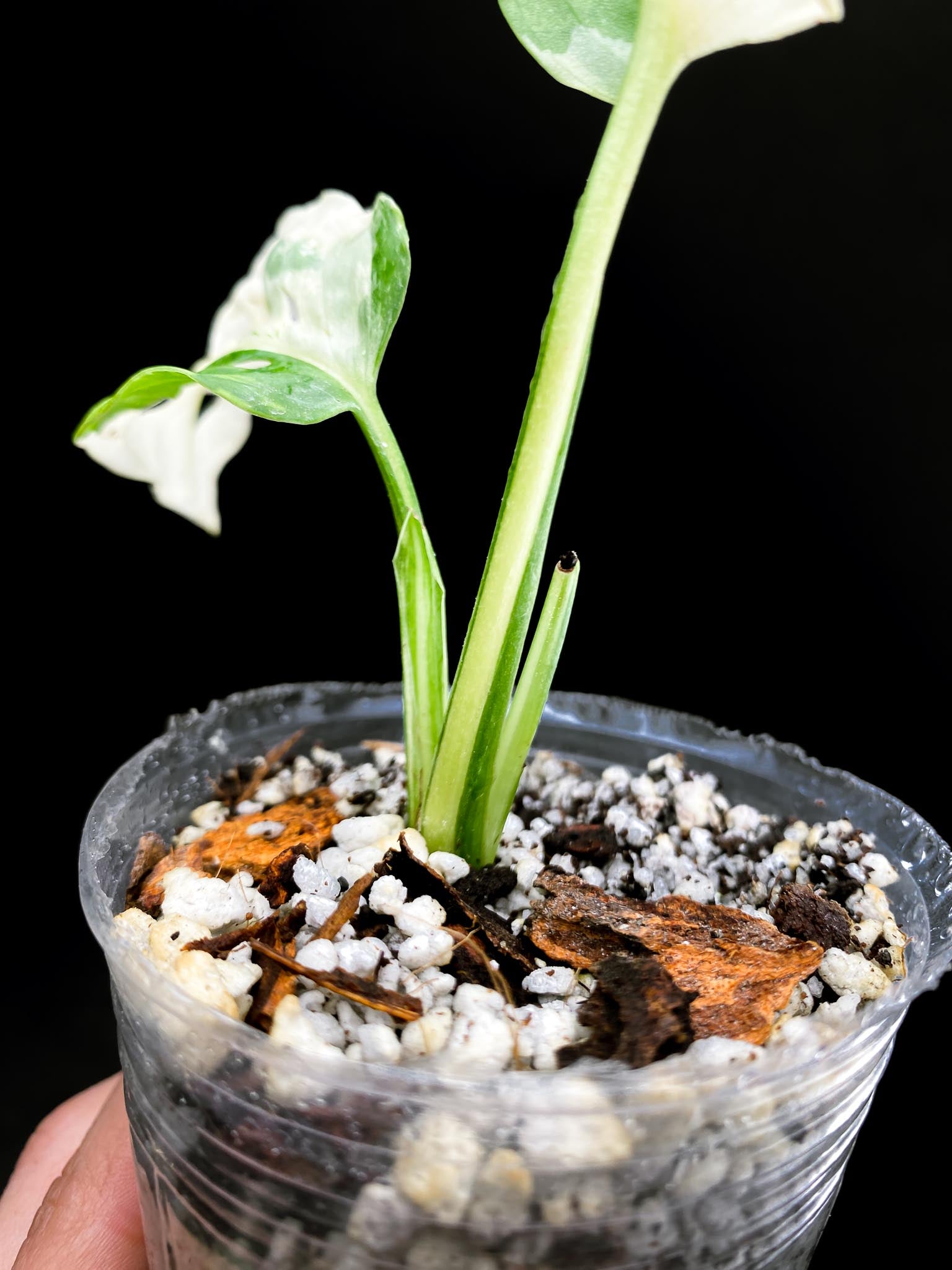 Monstera Adansonii Albo Tricolor 2 Leaves 2 Nodes highy Variegated Rooted