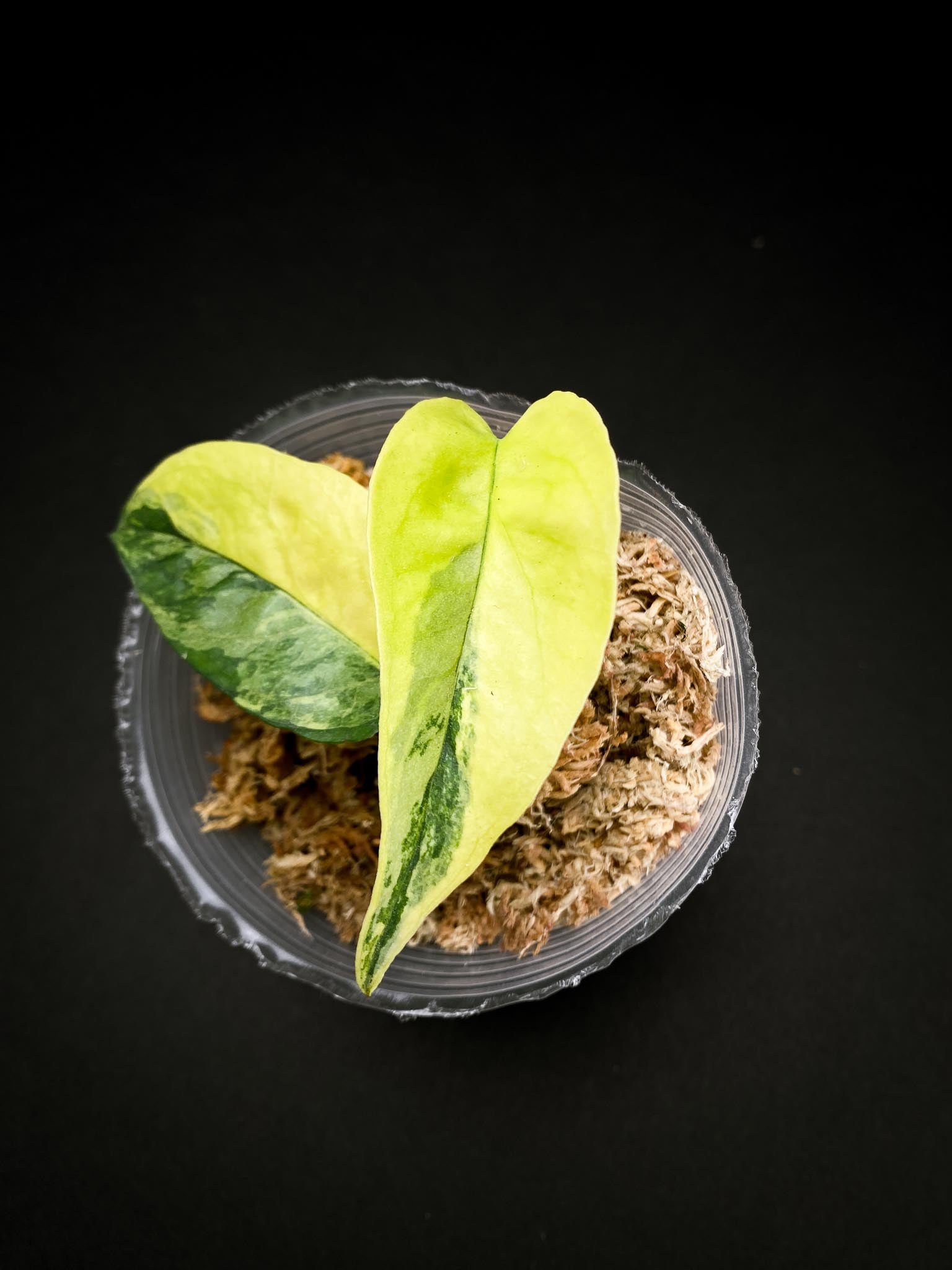 Epipremnum cebu Blue Aurea Variegated 2 Leaves 2 Nodes Rooted